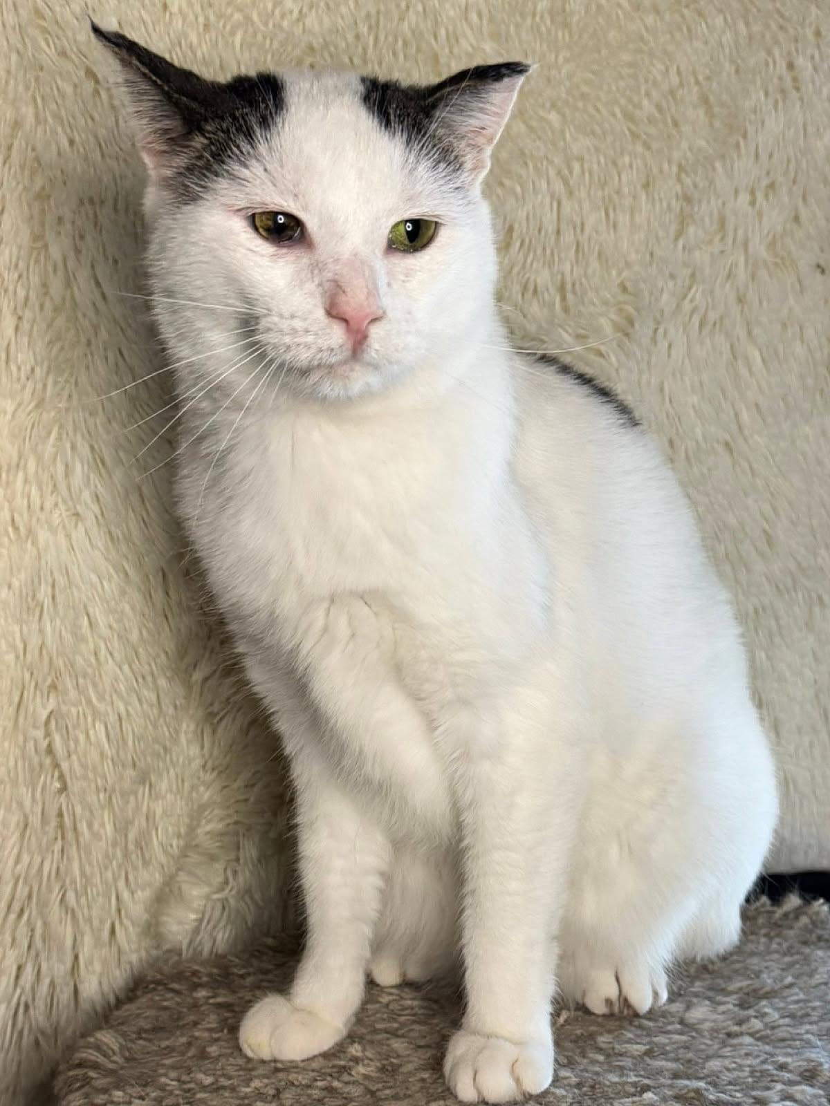 George, Adoptable, Adult Male Domestic Short Hair.
