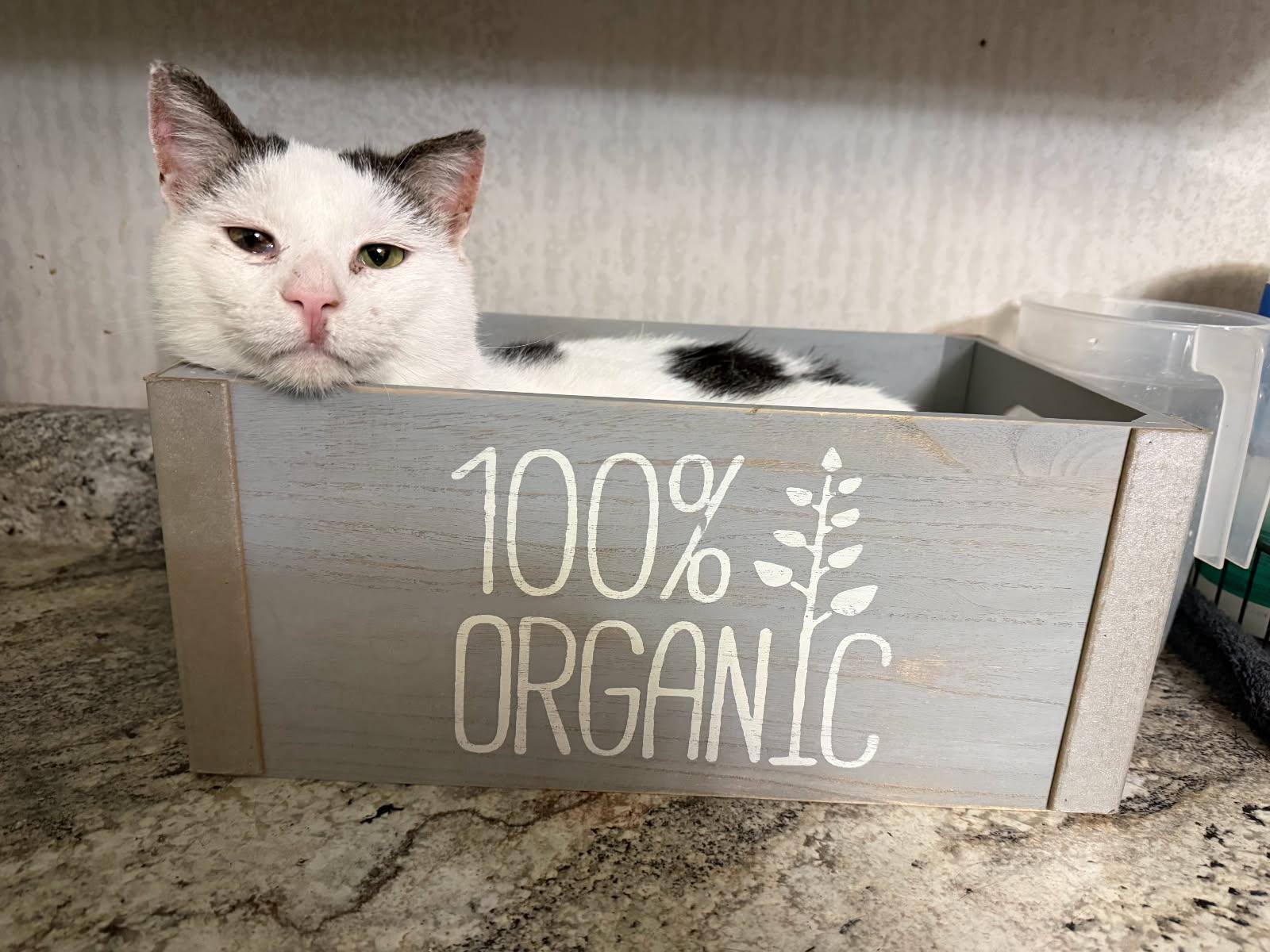 George, a Adoptable Domestic Short Hair in Sioux Falls, SD image 2/2