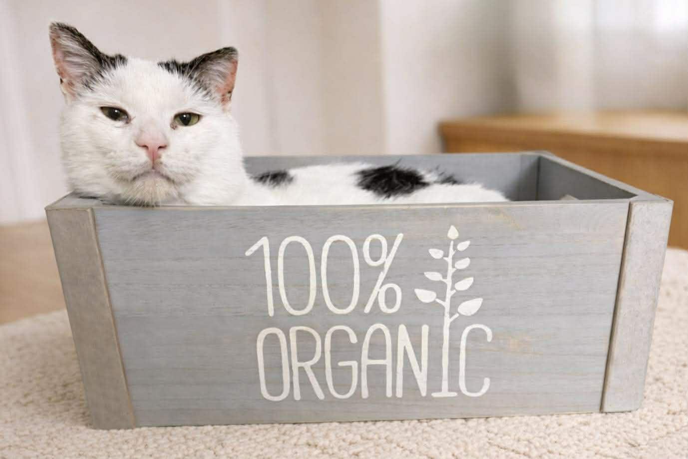 Enlarge George, a Adoptable Domestic Short Hair in Sioux Falls, SD image 1/2