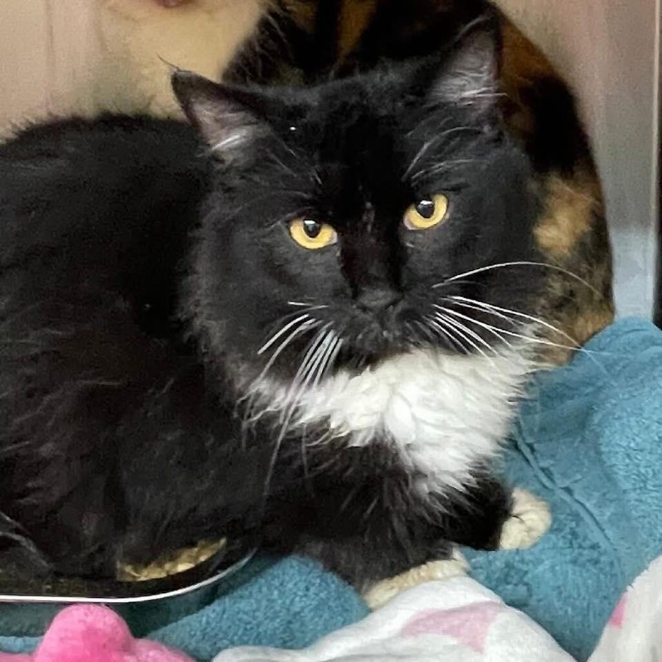 KERMI, a Adopted mixed breed in Capshaw, AL image 1/2