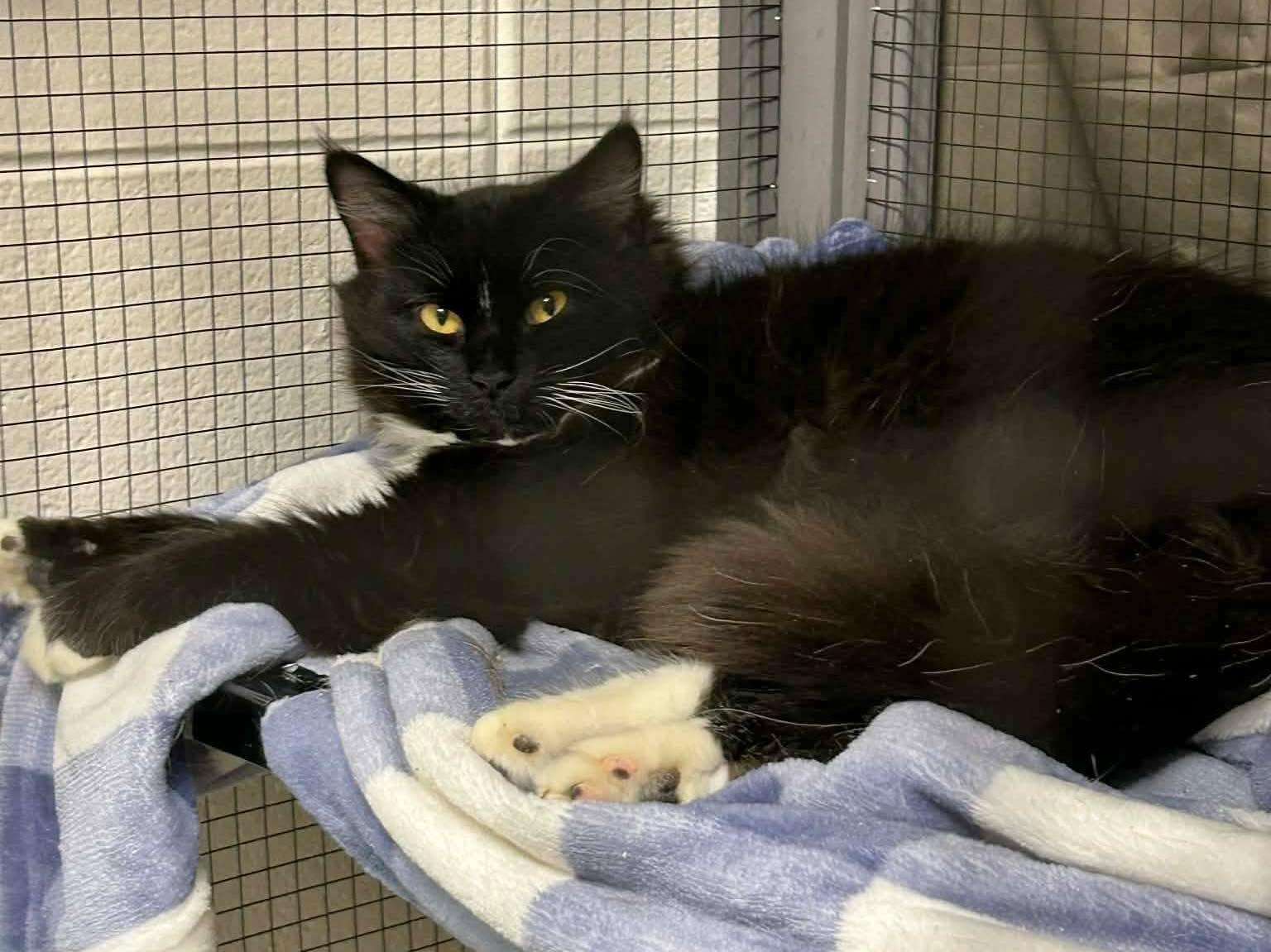 KERMI, a Adopted mixed breed in Capshaw, AL image 2/2