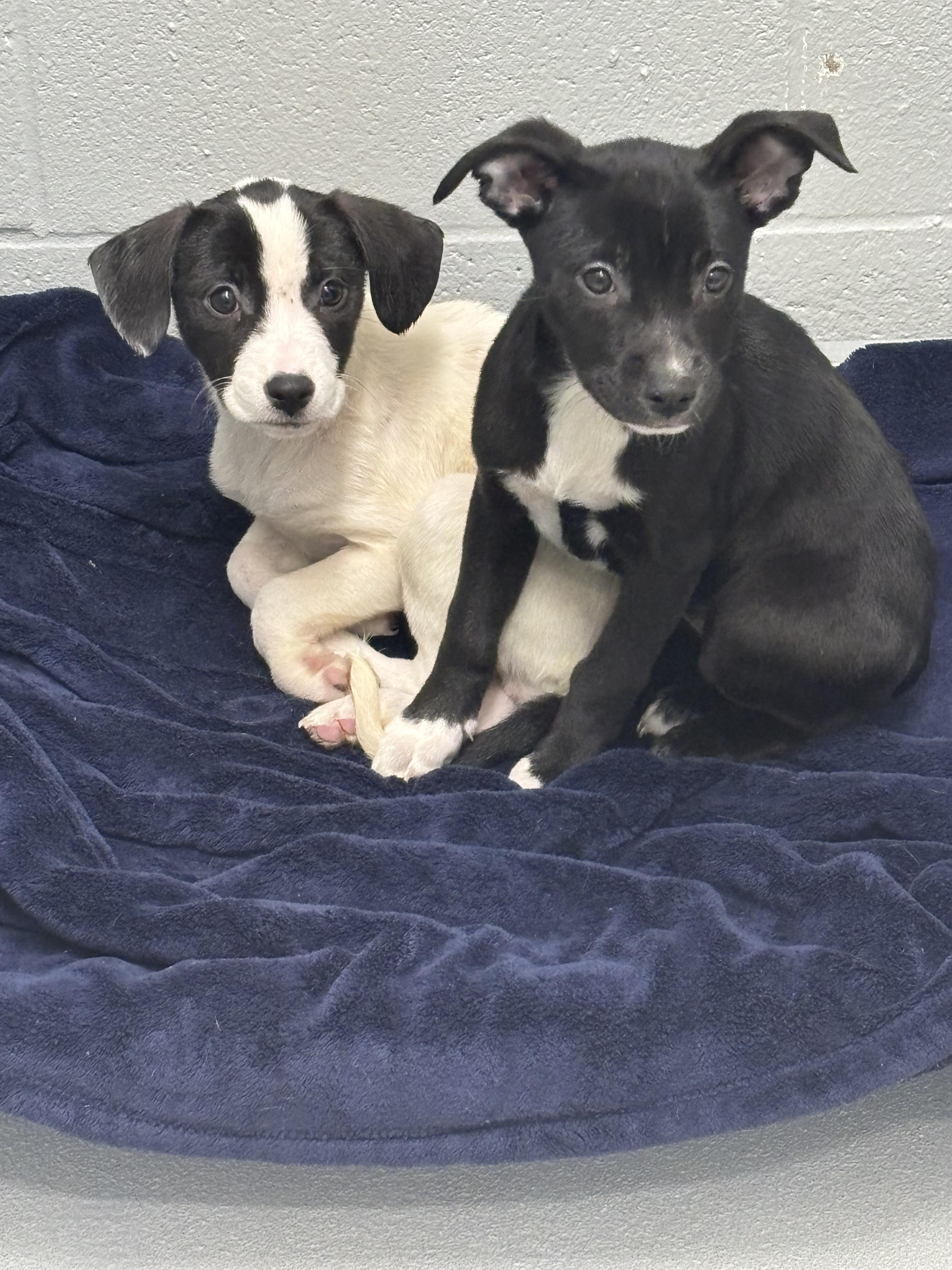 Daisy, Adoptable, Puppy Female Terrier & Australian Cattle Dog / Blue Heeler.