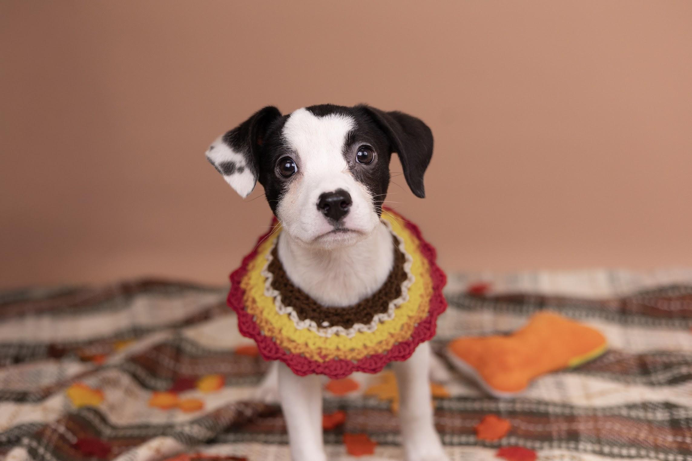 Daisy, an adopted mixed breed in Whitestown, IN image 2/2