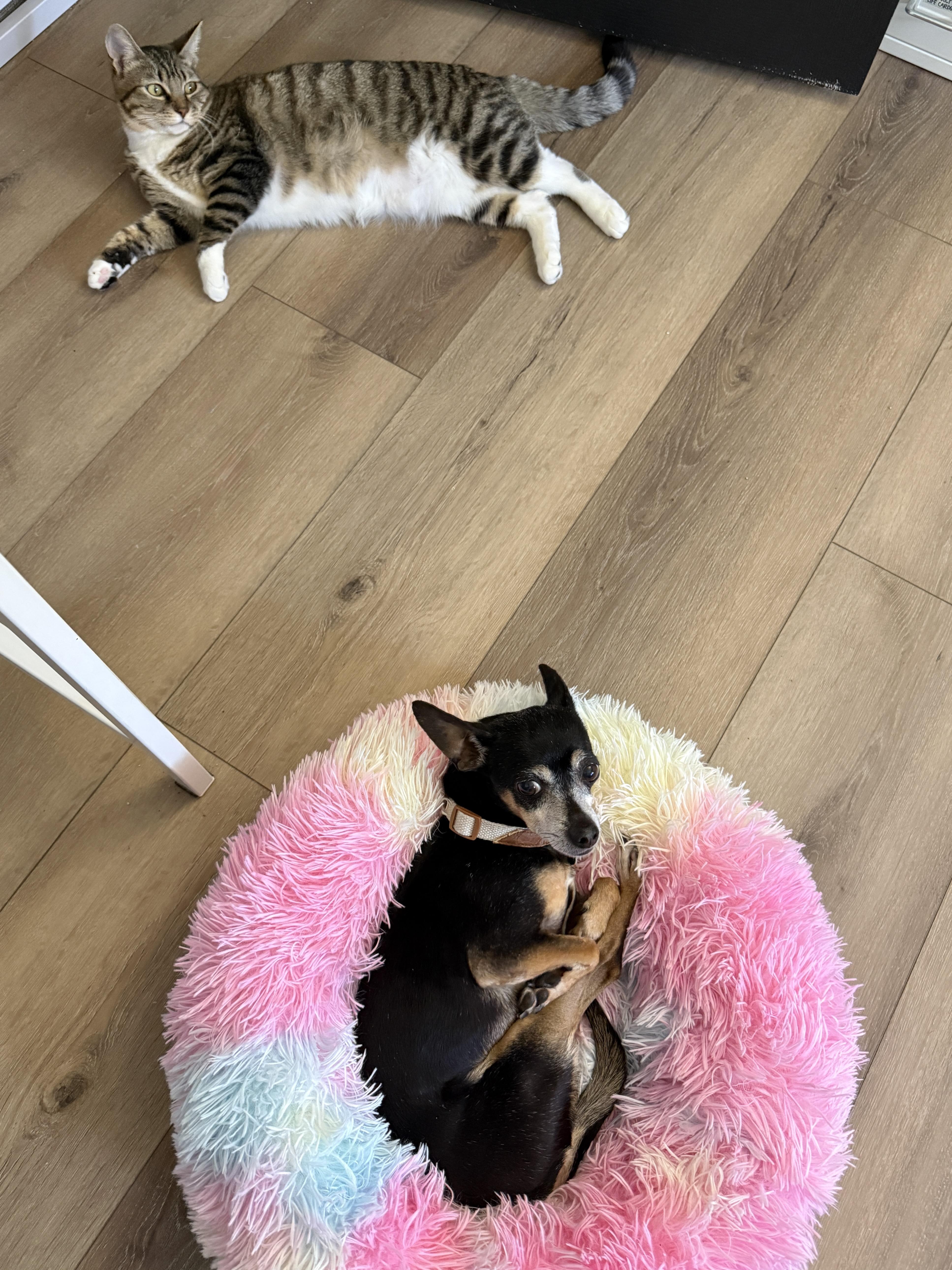 Enlarge Rosalie, a Adoptable mixed breed in West Hollywood, CA image 2/6