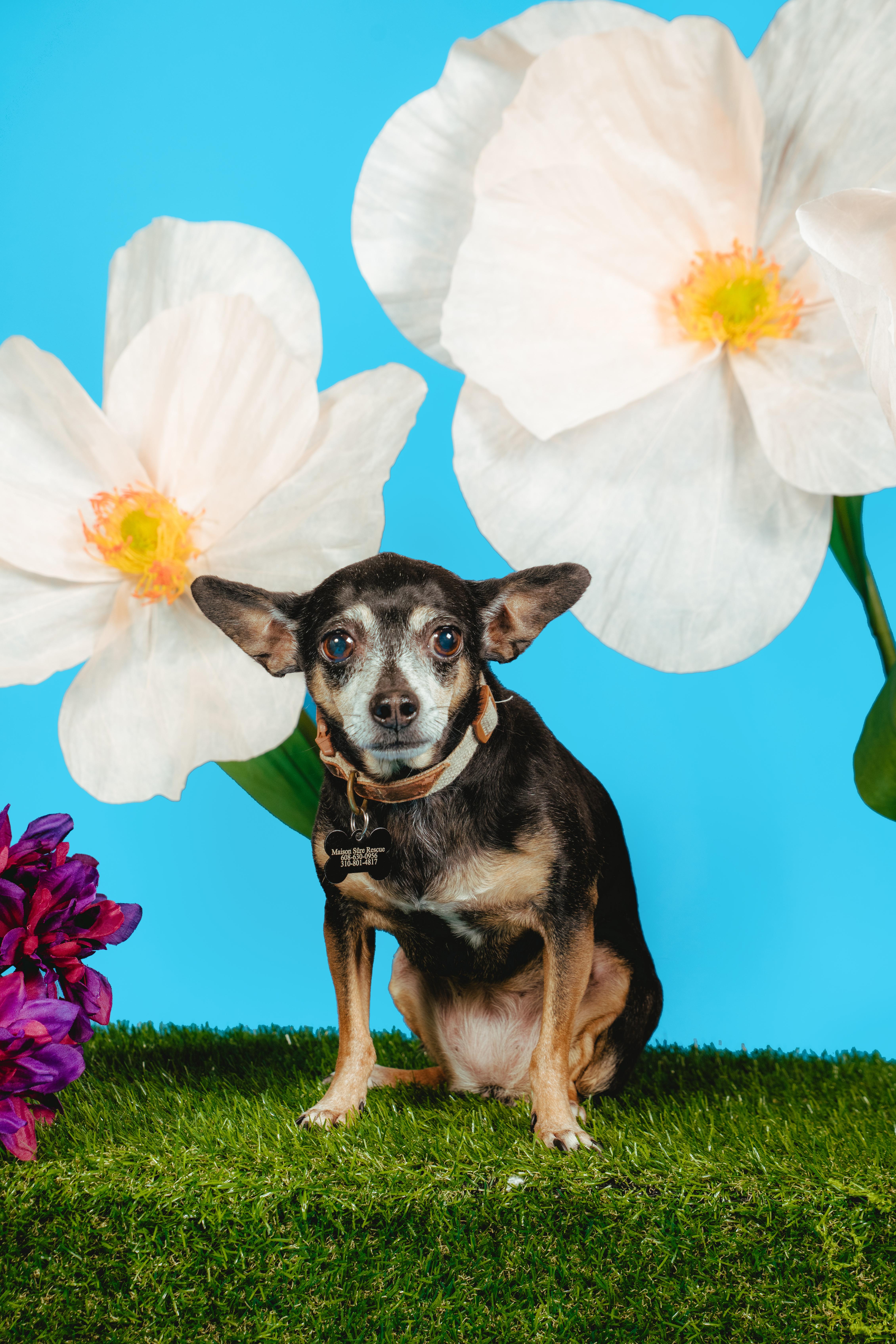 Rosalie, a Adoptable mixed breed in West Hollywood, CA image 2/5