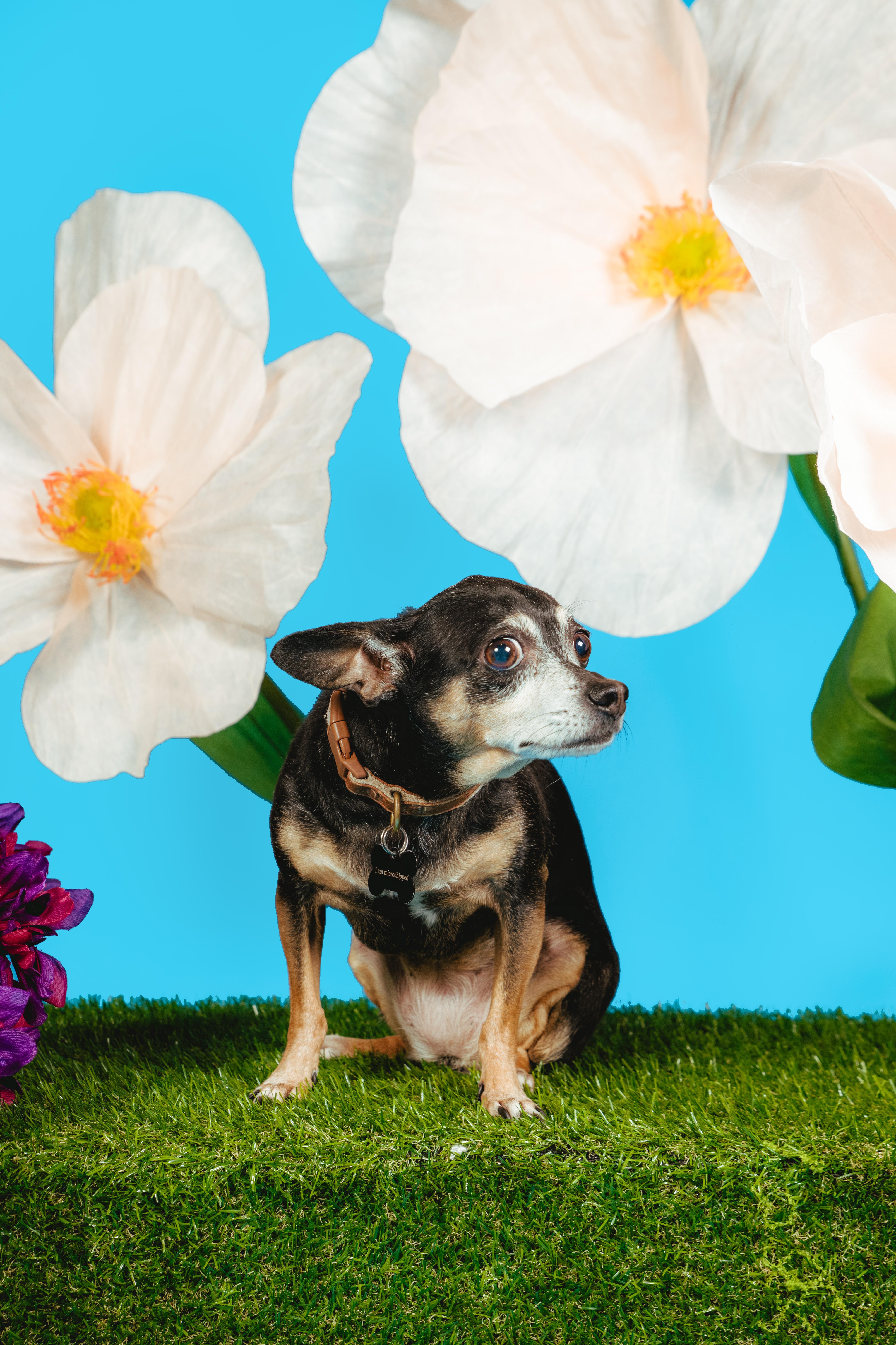 Rosalie, a Adoptable mixed breed in West Hollywood, CA image 5/5