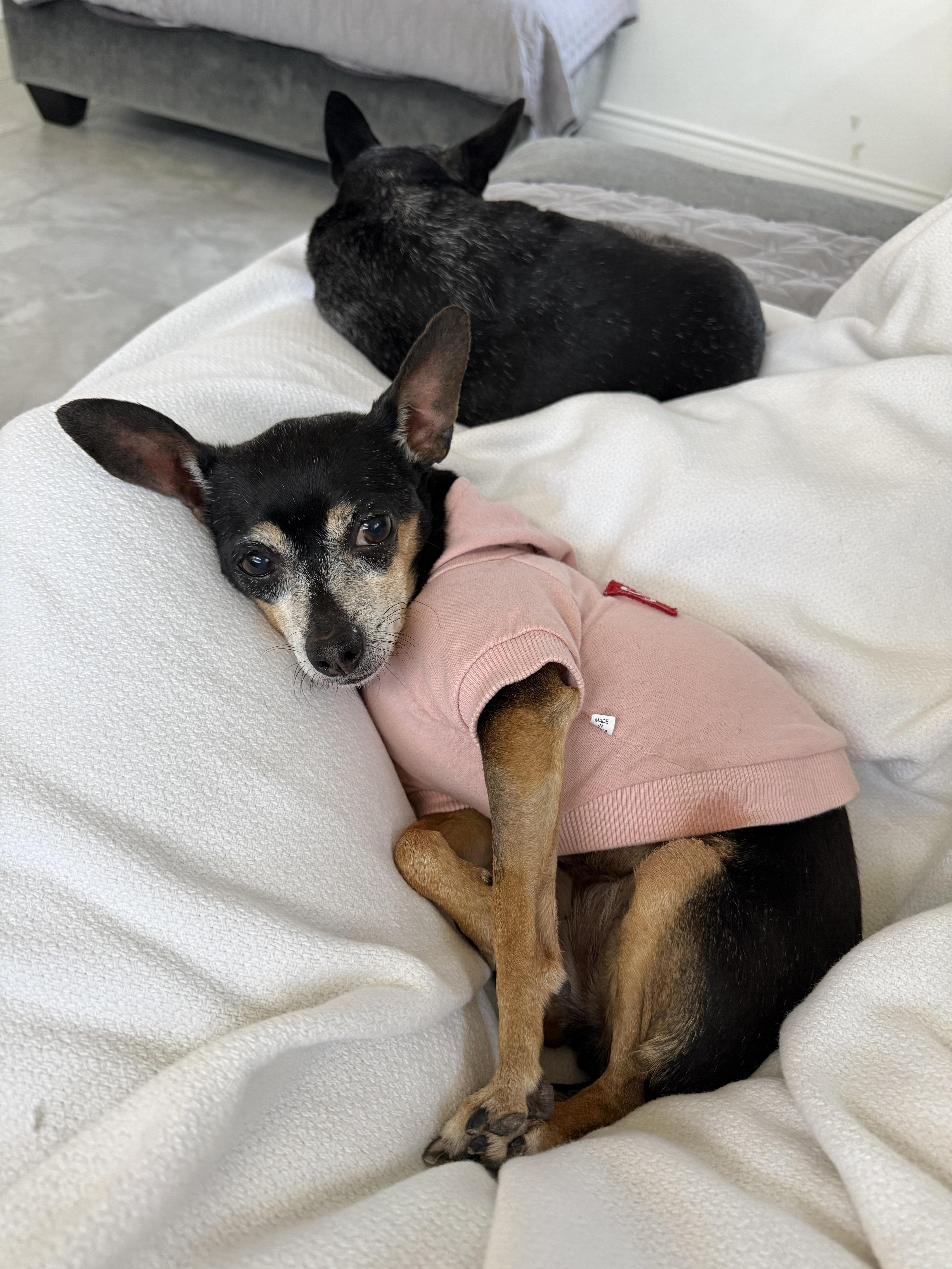 Enlarge Rosalie, a Adoptable mixed breed in West Hollywood, CA image 3/6