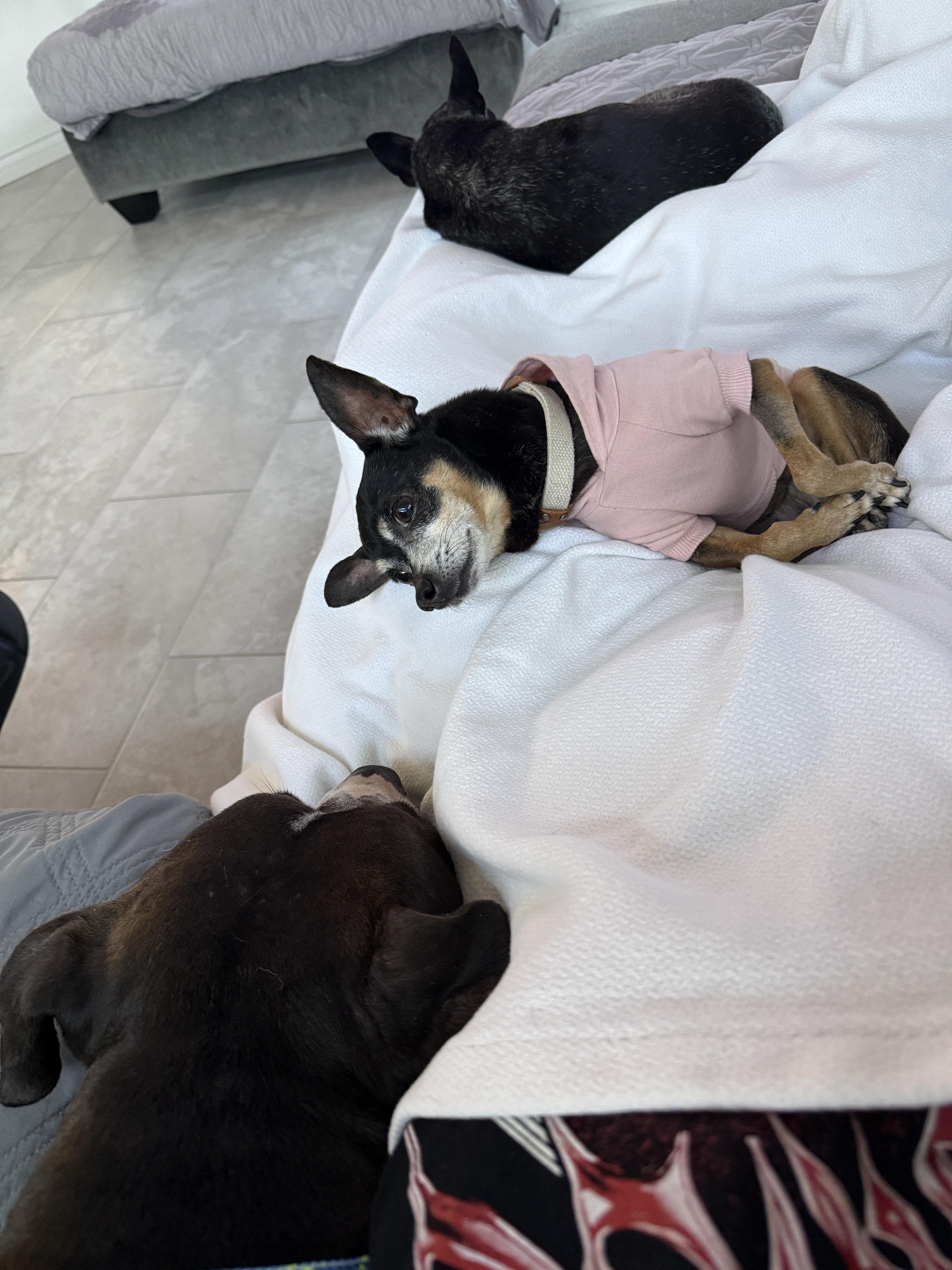 Enlarge Rosalie, a Adoptable mixed breed in West Hollywood, CA image 4/6