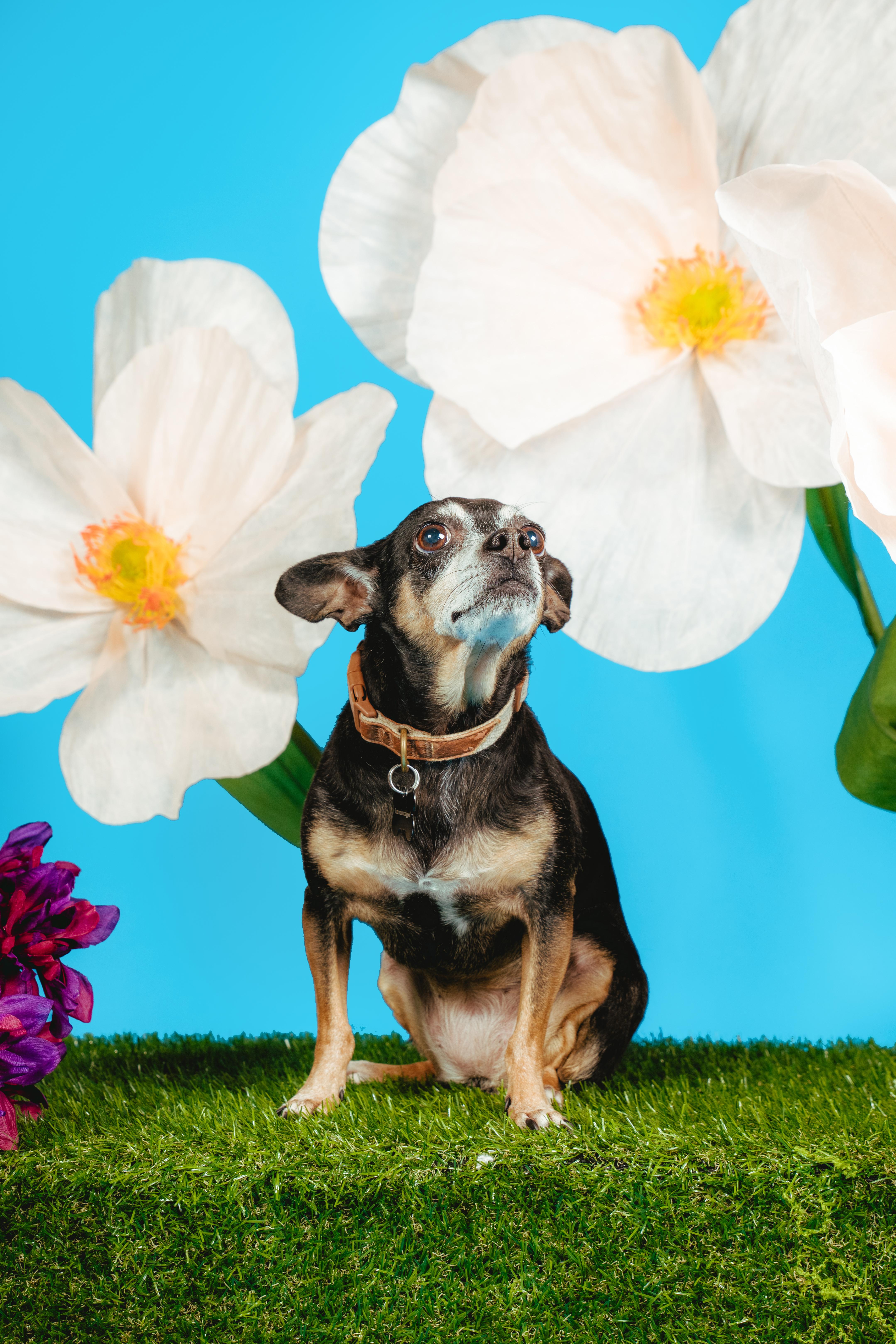 Rosalie, a Adoptable mixed breed in West Hollywood, CA image 3/5