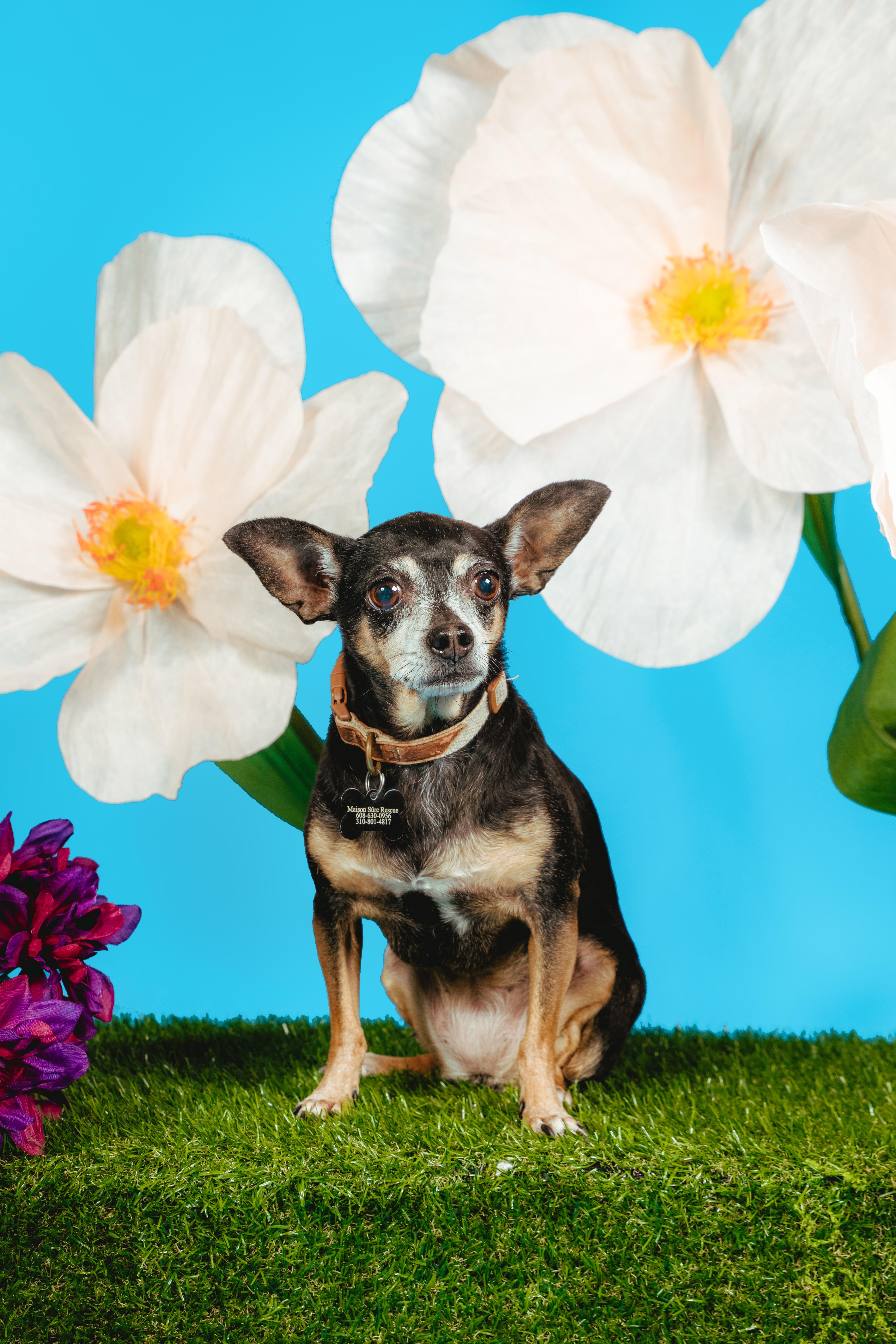 Rosalie, a Adoptable mixed breed in West Hollywood, CA image 1/5