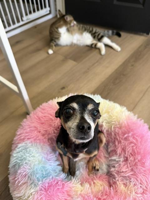 Enlarge Rosalie, a Adoptable mixed breed in West Hollywood, CA image 1/6