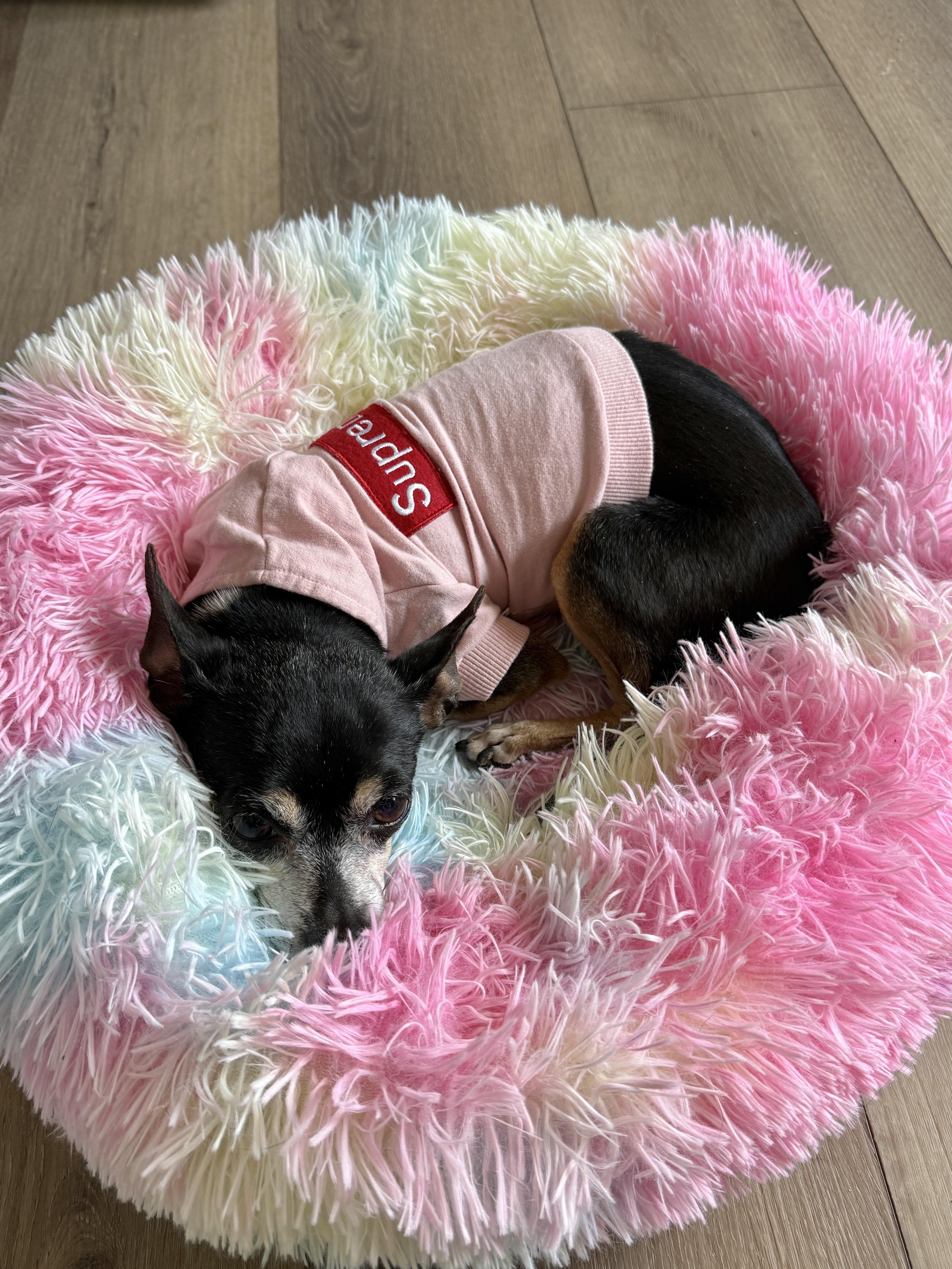 Enlarge Rosalie, a Adoptable mixed breed in West Hollywood, CA image 5/6