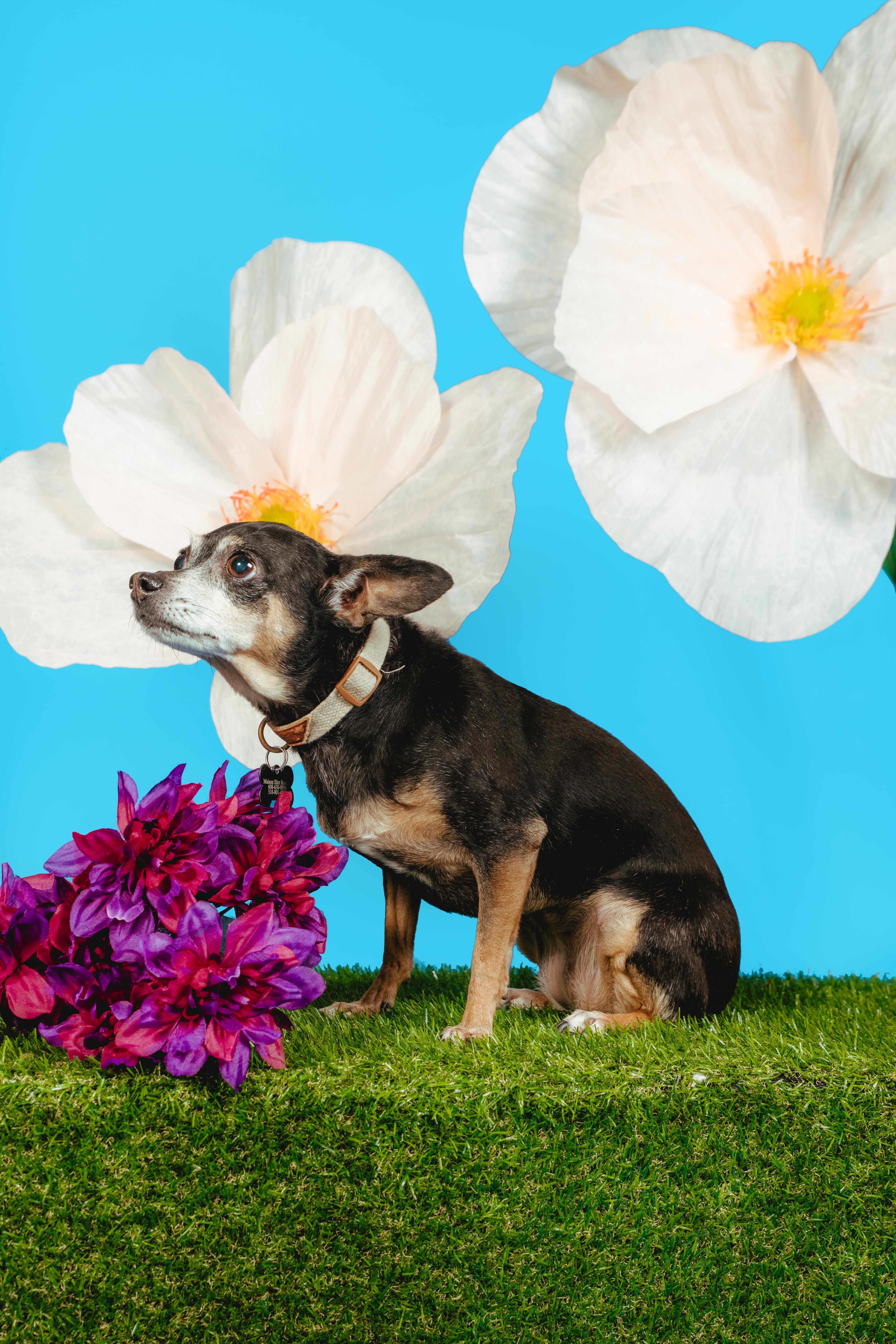 Rosalie, a Adoptable mixed breed in West Hollywood, CA image 4/5
