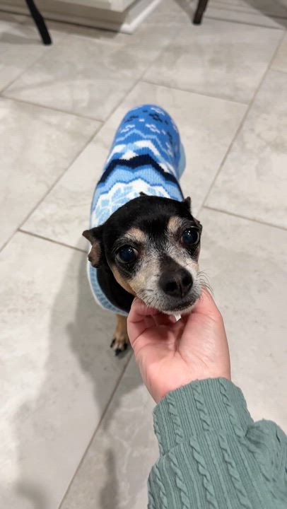 Enlarge Rosalie, a Adoptable mixed breed in West Hollywood, CA video 6/6