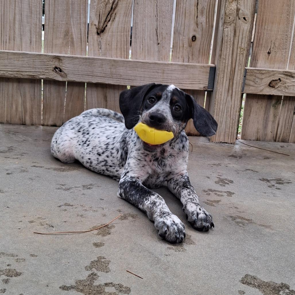 Billie, Adoptable, Puppy Male German Shorthaired Pointer & English Pointer.