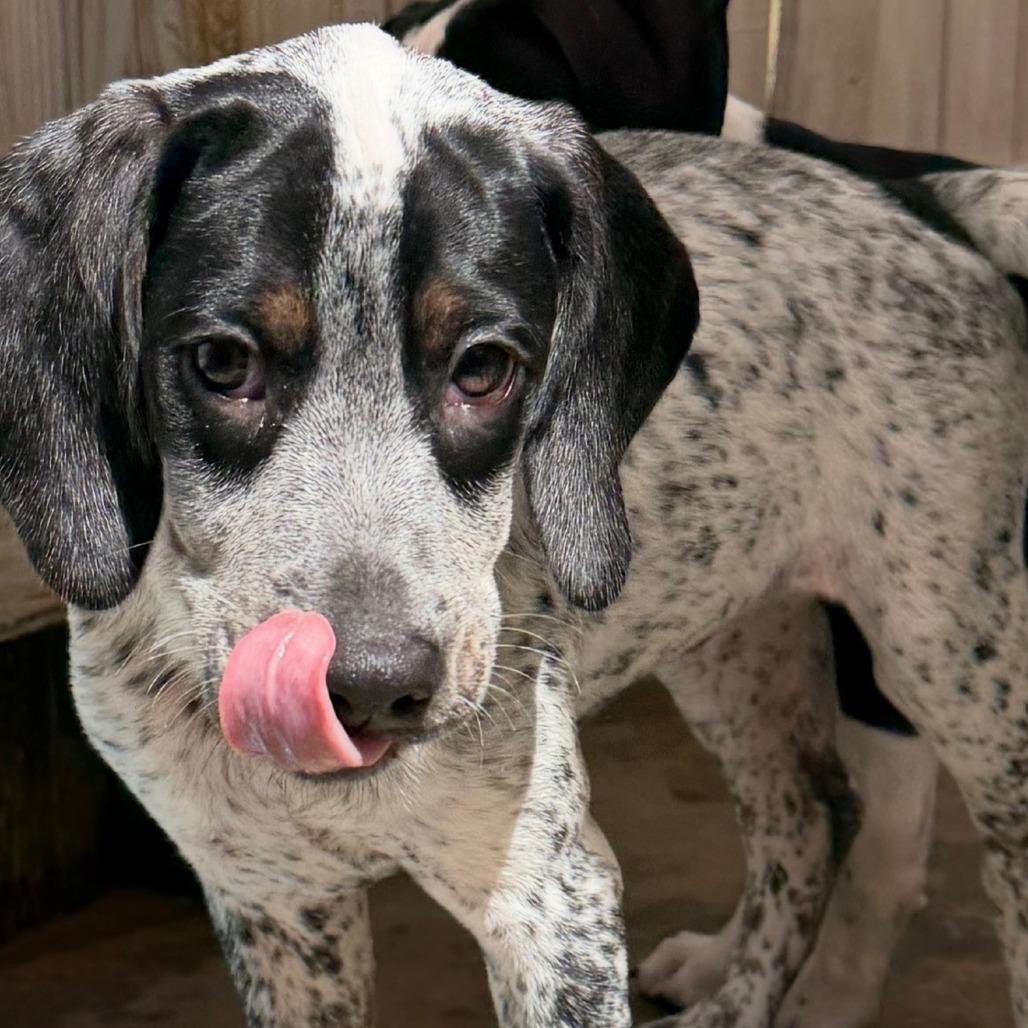 Enlarge Billie, a Adoptable mixed breed in Freeport, FL image 4/6