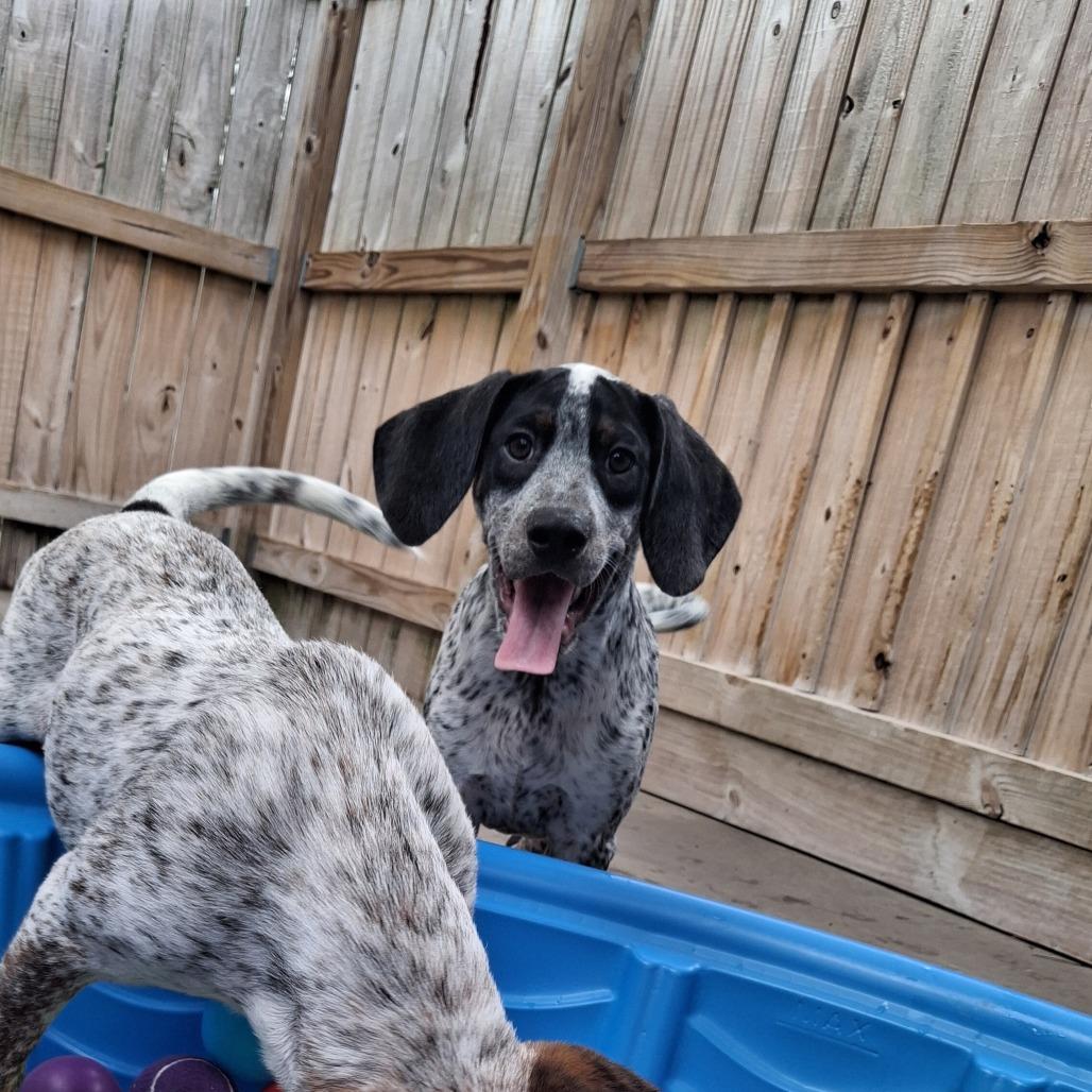Enlarge Billie, a Adoptable mixed breed in Freeport, FL image 5/6