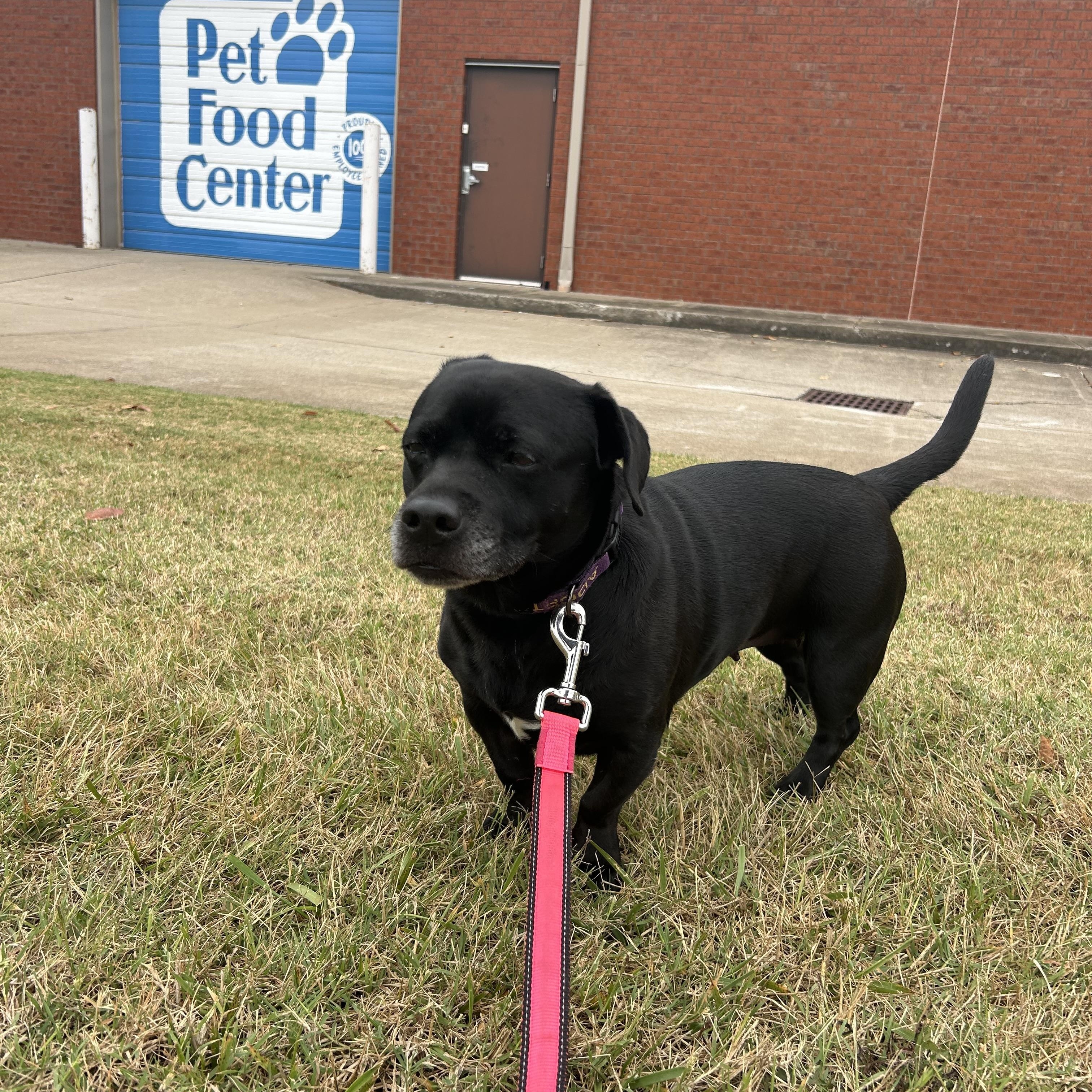 Enlarge Mavis, a Adoptable mixed breed in Clarksville, TN image 6/6