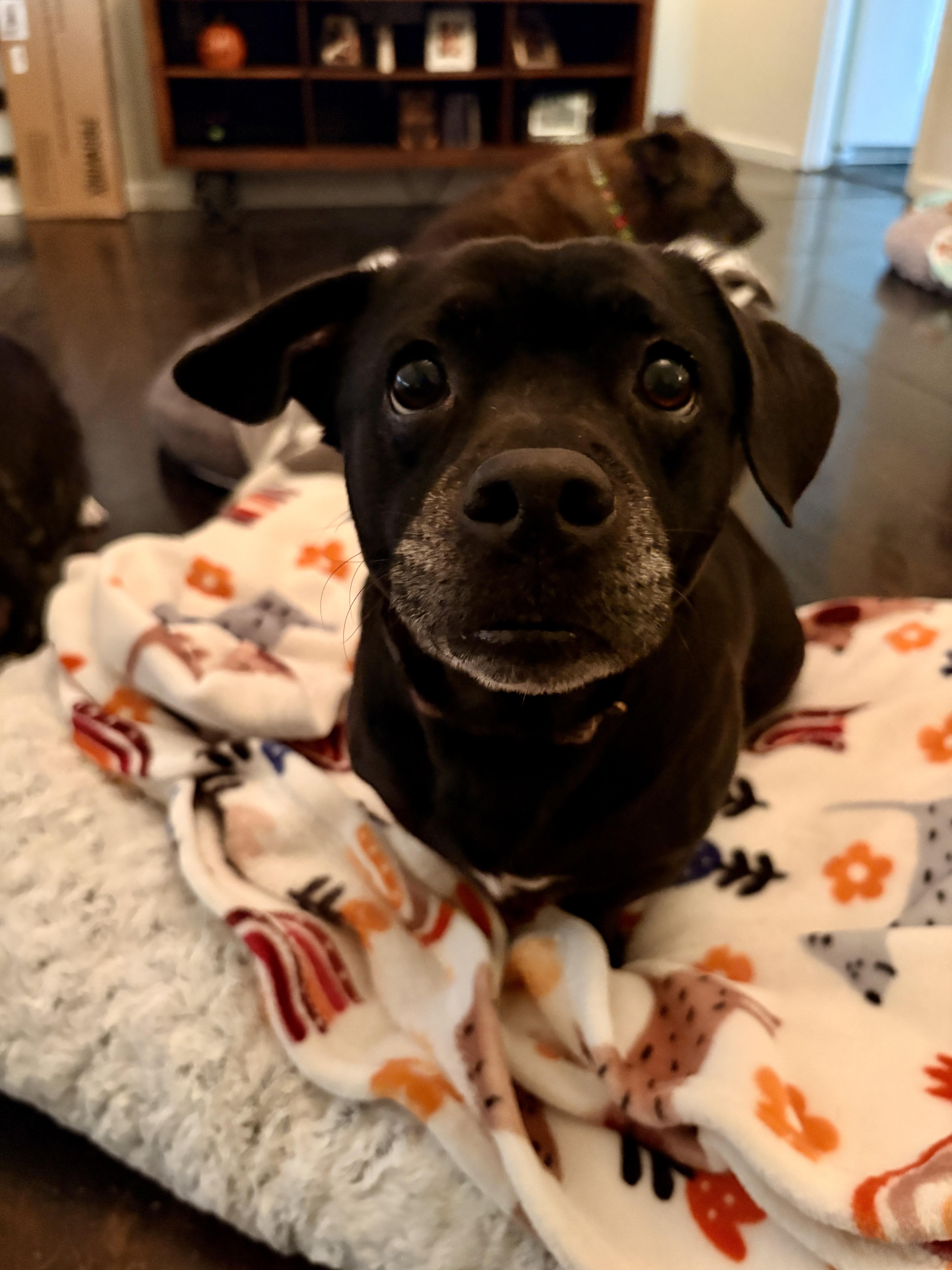 Enlarge Mavis, a Adoptable mixed breed in Clarksville, TN image 4/6