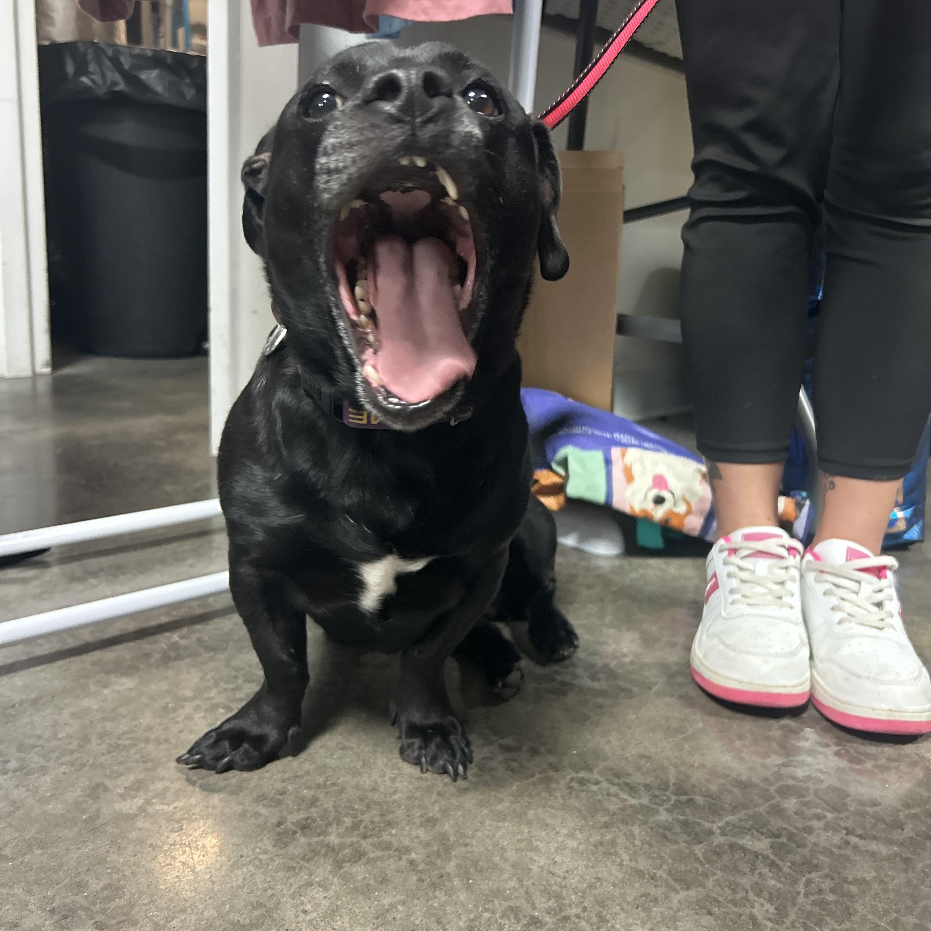 Mavis, Adoptable, Senior Female Dachshund & Labrador Retriever.