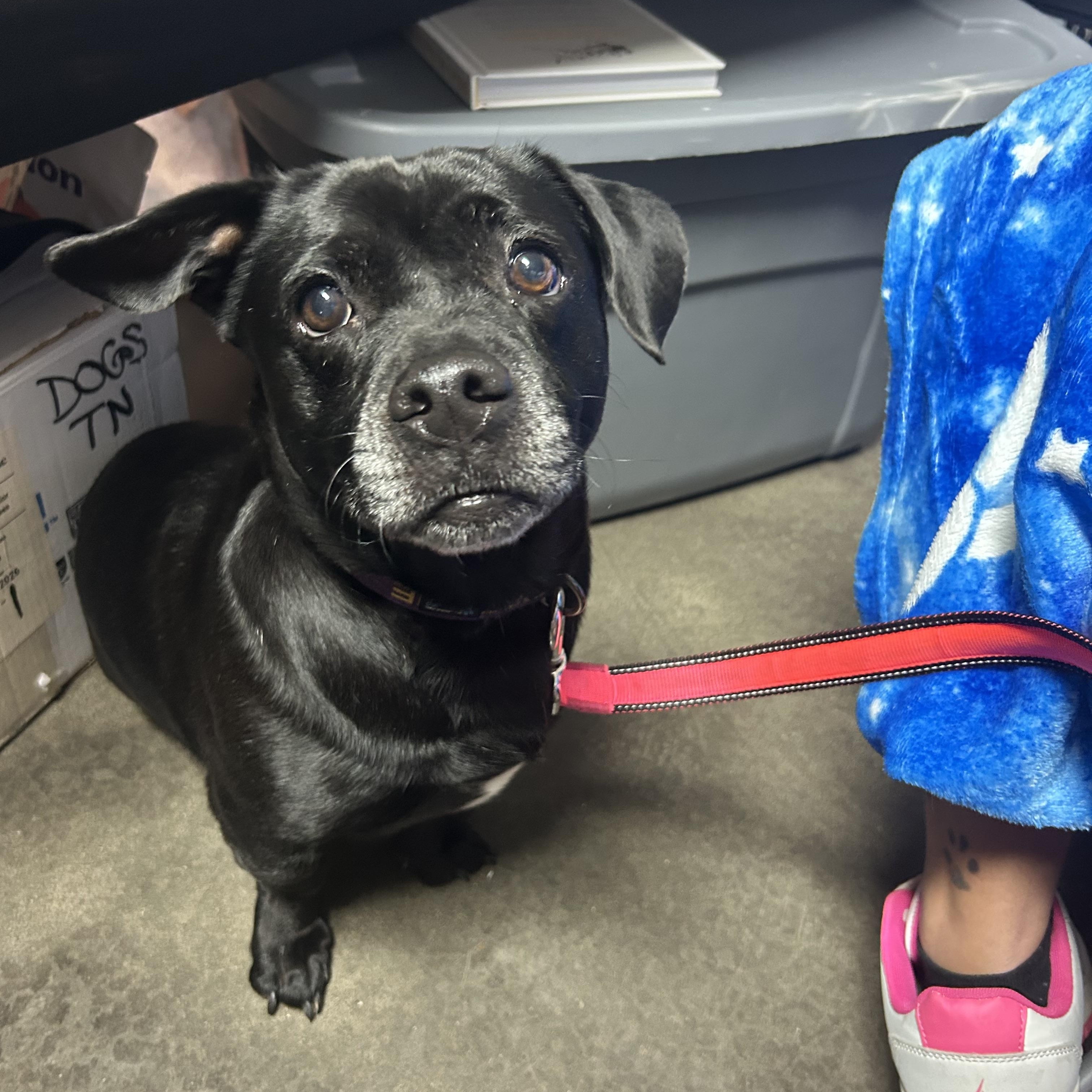 Enlarge Mavis, a Adoptable mixed breed in Clarksville, TN image 5/6