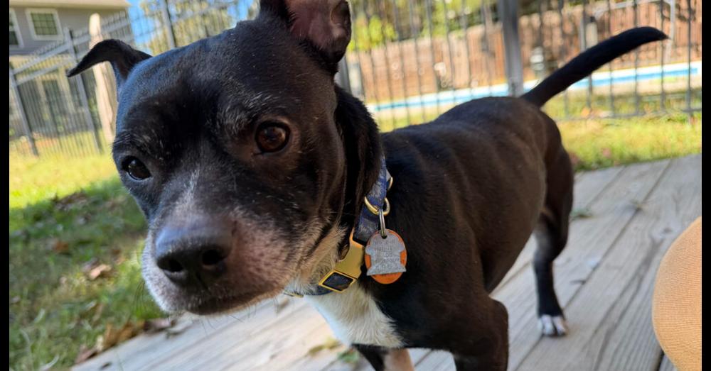 Yoda Bastian-4953-Dallas, GA, Adoptable, Adult Male Boston Terrier.