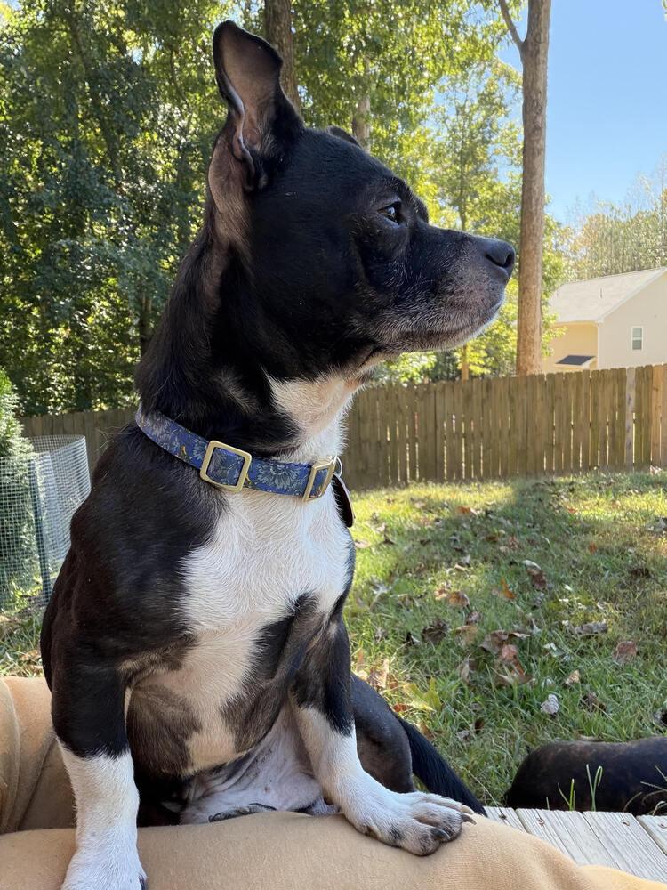 Enlarge Yoda Bastian-4953-Dallas, GA, a Adoptable mixed breed in Maryville, TN image 2/3