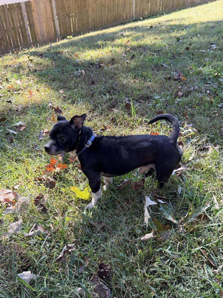 Enlarge Yoda Bastian-4953-Dallas, GA, a Adoptable mixed breed in Maryville, TN image 3/3