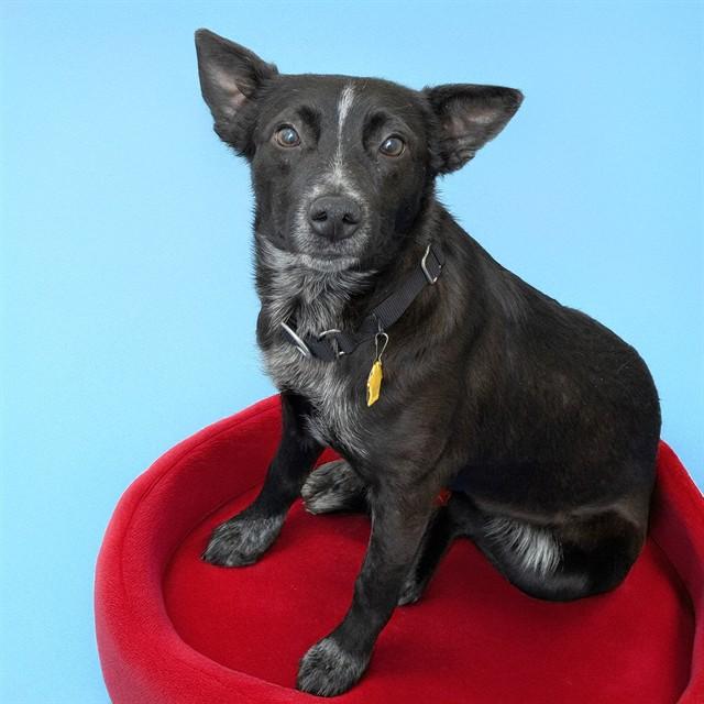Enlarge MEADOWLARK, a Adoptable mixed breed in Saint Louis, MO image 1/1