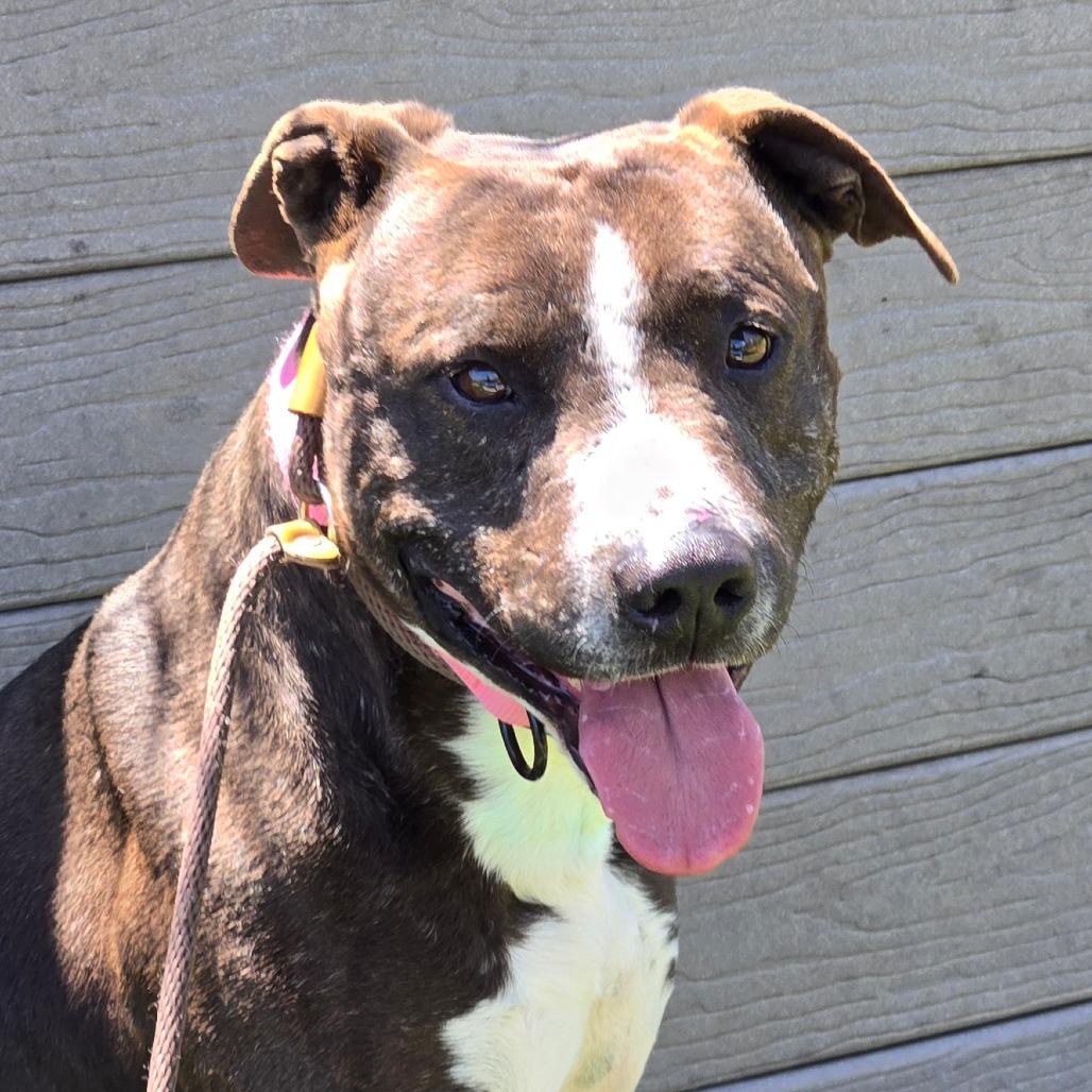 Echo, Adoptable, Adult Male Terrier.