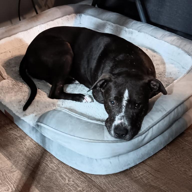 Echo, a Adoptable Terrier in Chattanooga, TN image 2/5