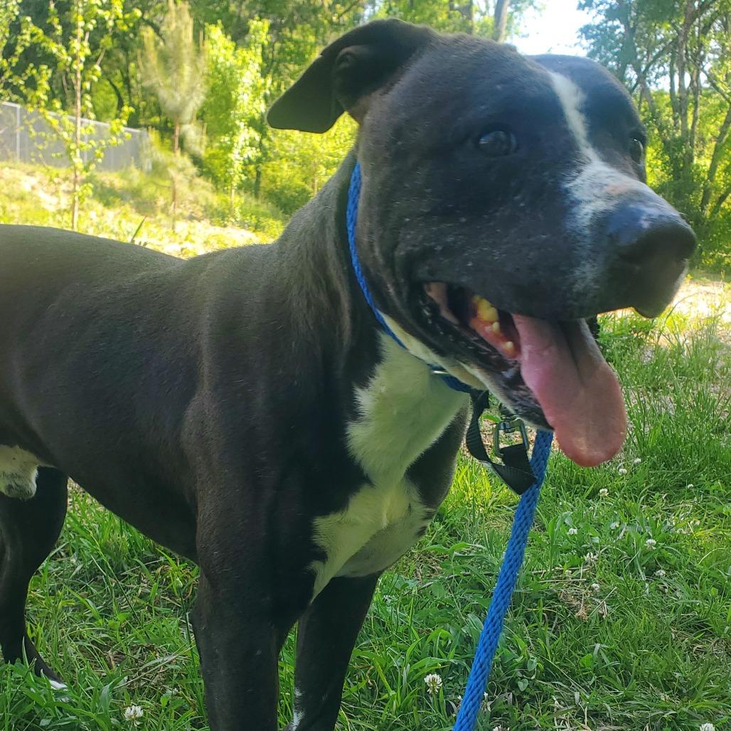 Enlarge Echo, a Adoptable Terrier in Chattanooga, TN image 2/3
