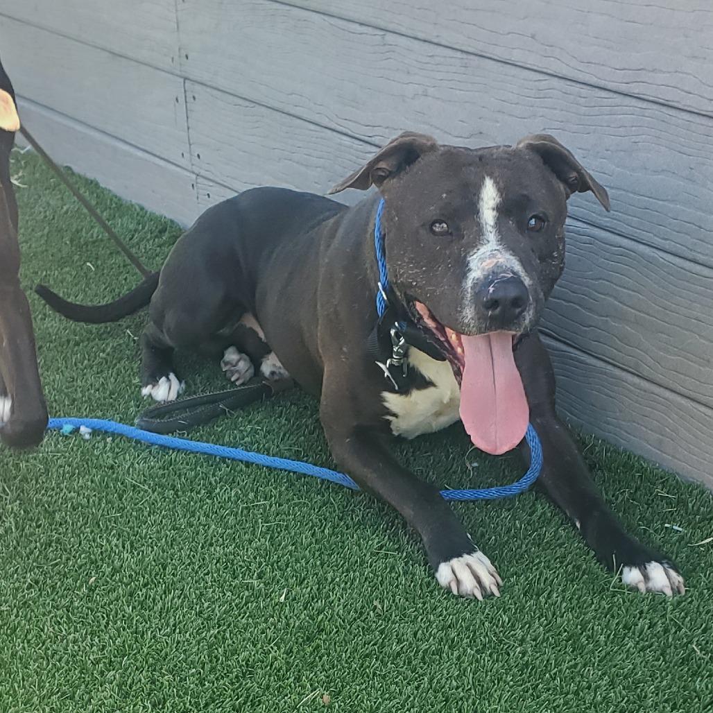 Enlarge Echo, a Adoptable Terrier in Chattanooga, TN image 3/3