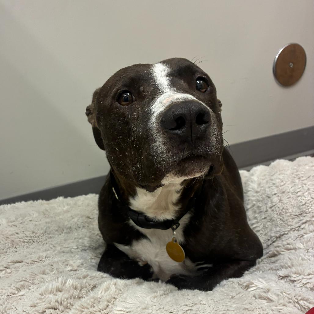 Enlarge Echo, a Adoptable Terrier in Chattanooga, TN image 5/6