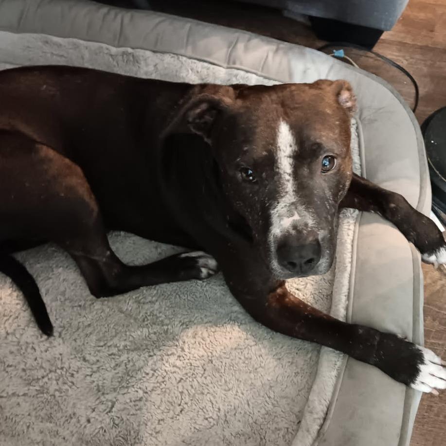 Echo, a Adoptable Terrier in Chattanooga, TN image 5/5