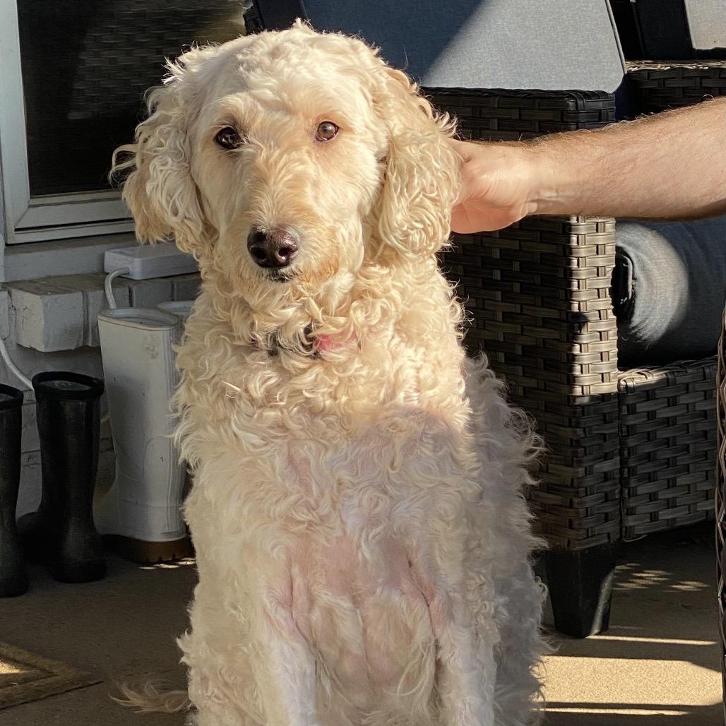 Enlarge Sophie, a Adoptable mixed breed in Baton Rouge, LA image 1/1