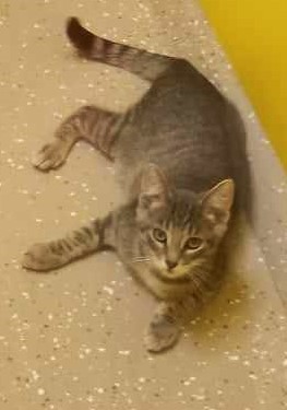 Plankton, an adopted Domestic Short Hair in Waupaca, WI_image-1