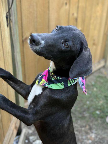 TUX, a Adoptable mixed breed in Charlotte, NC image 2/6