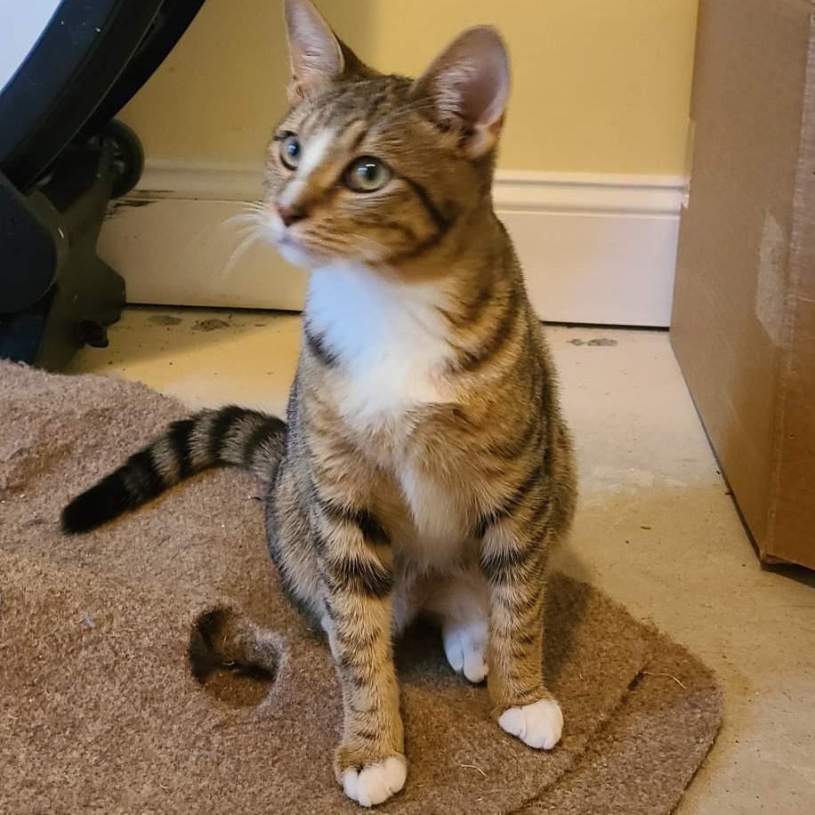 Enlarge Mr. Peppy - Winterville, GA, an adoptable mixed breed in Athens, GA image 6/6