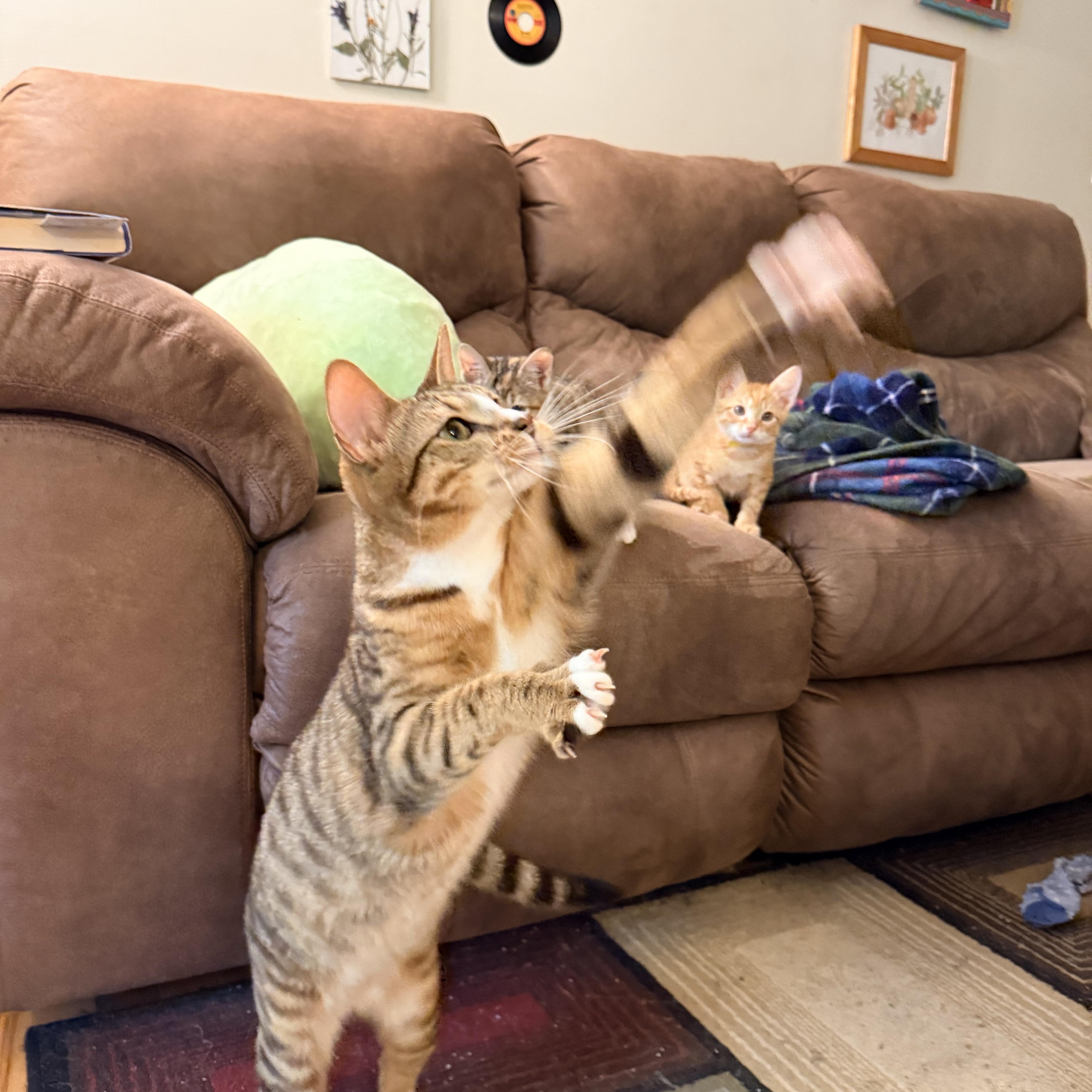 Mr. Peppy - Athens, GA, adoptable, Kitten Male Domestic Short Hair & Tabby.