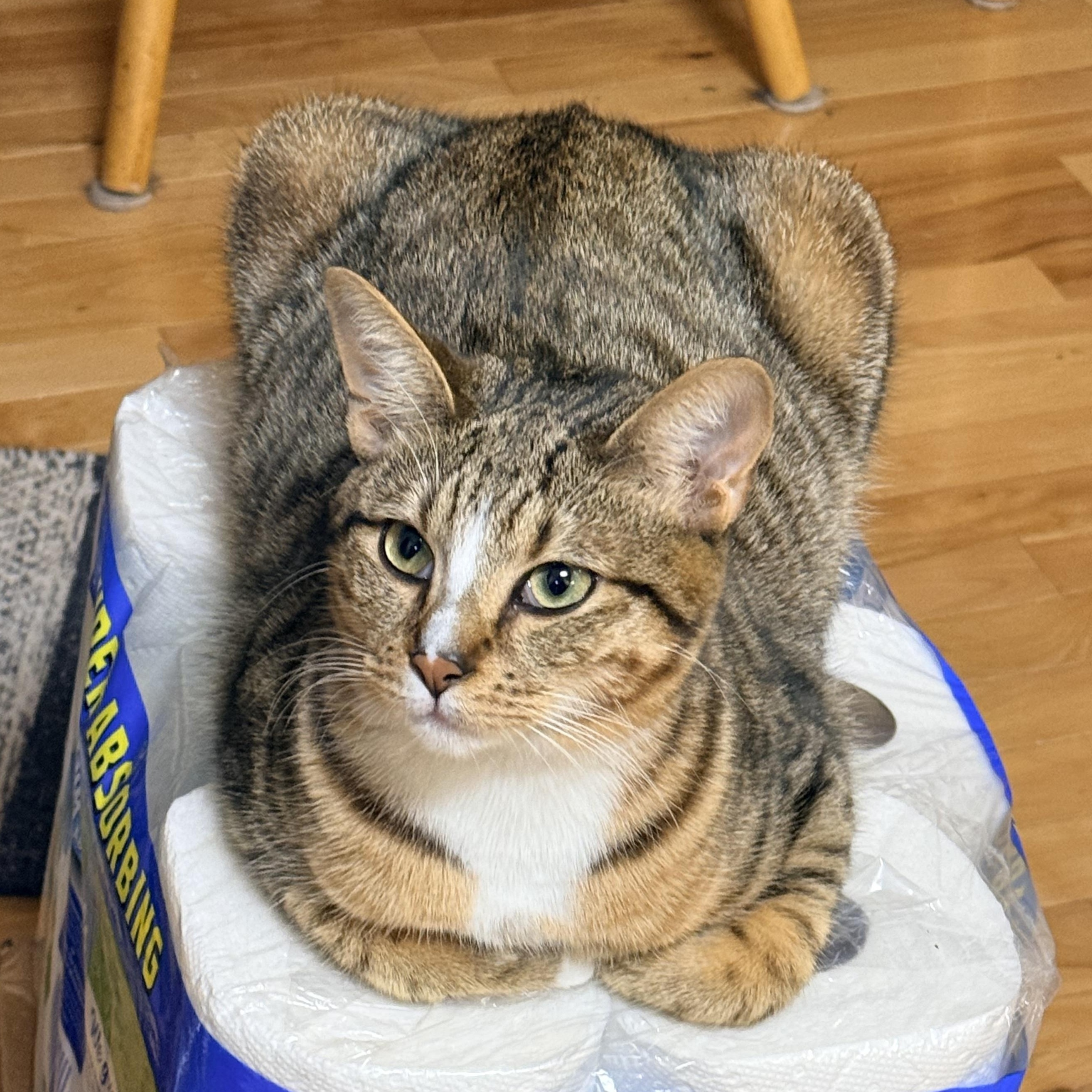 Mr. Peppy - Athens, GA, an adoptable mixed breed in Athens, GA image 2/6