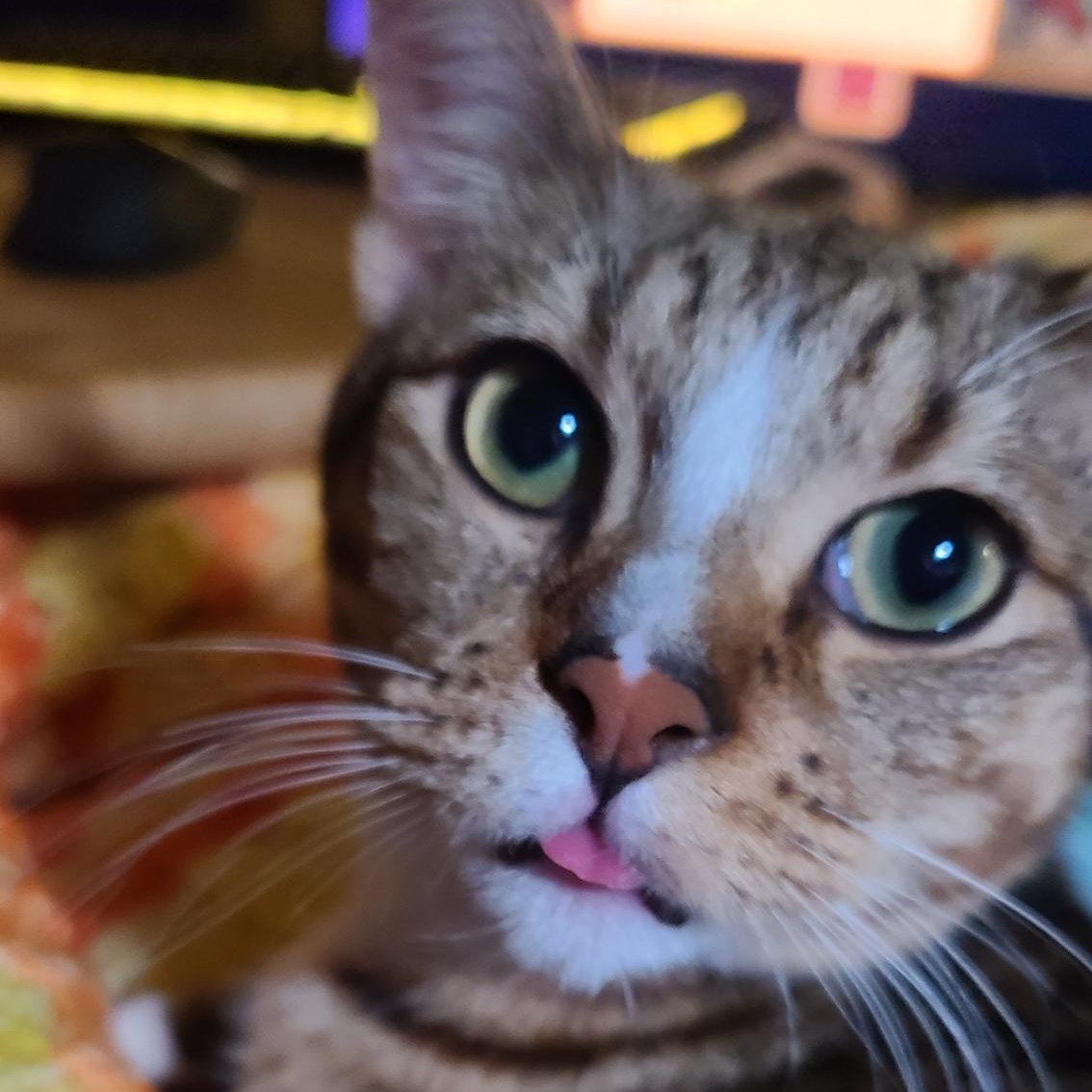 Mr. Peppy - Winterville, GA, adoptable, Kitten Male Domestic Short Hair & Tabby.