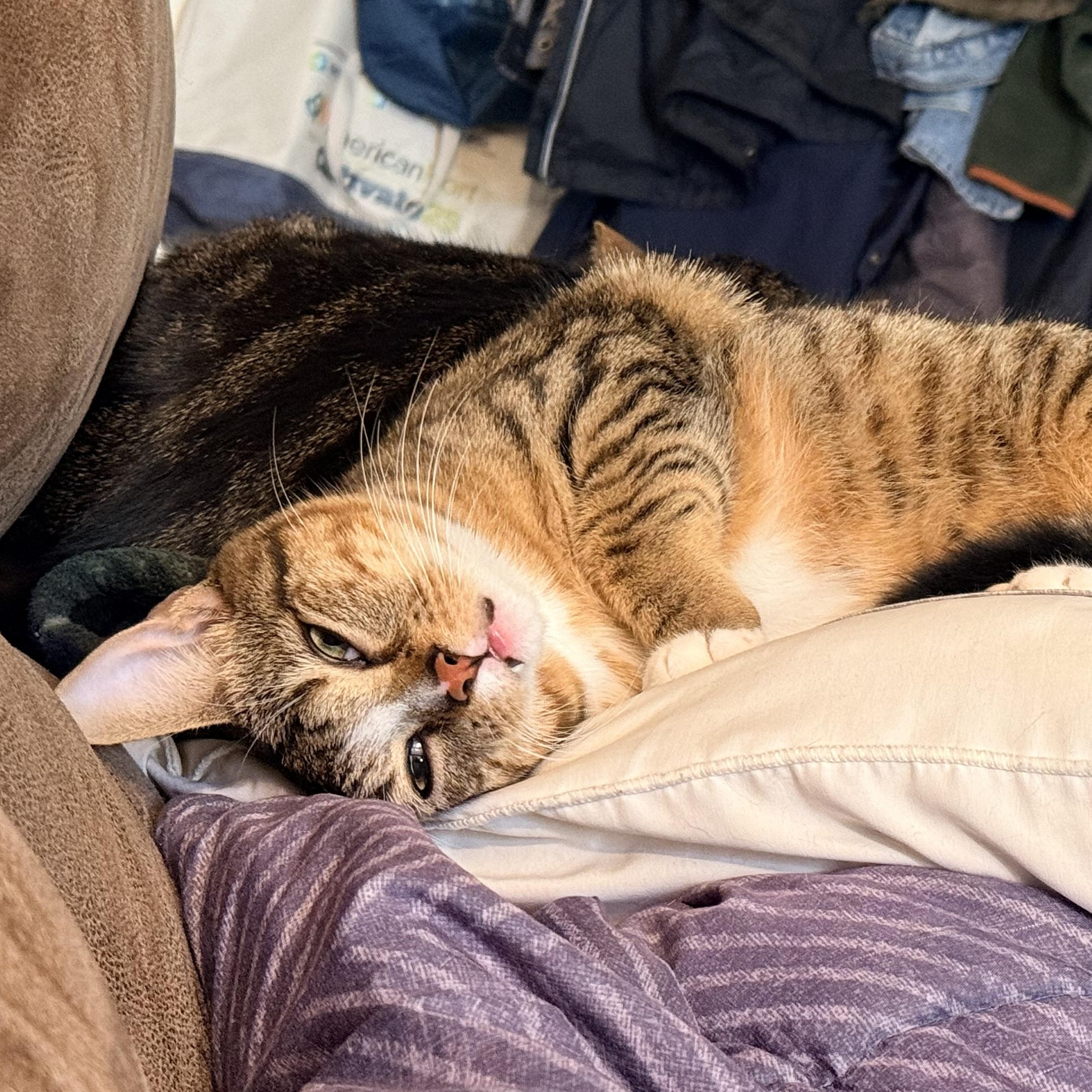 Mr. Peppy - Athens, GA, an adoptable mixed breed in Athens, GA image 6/6