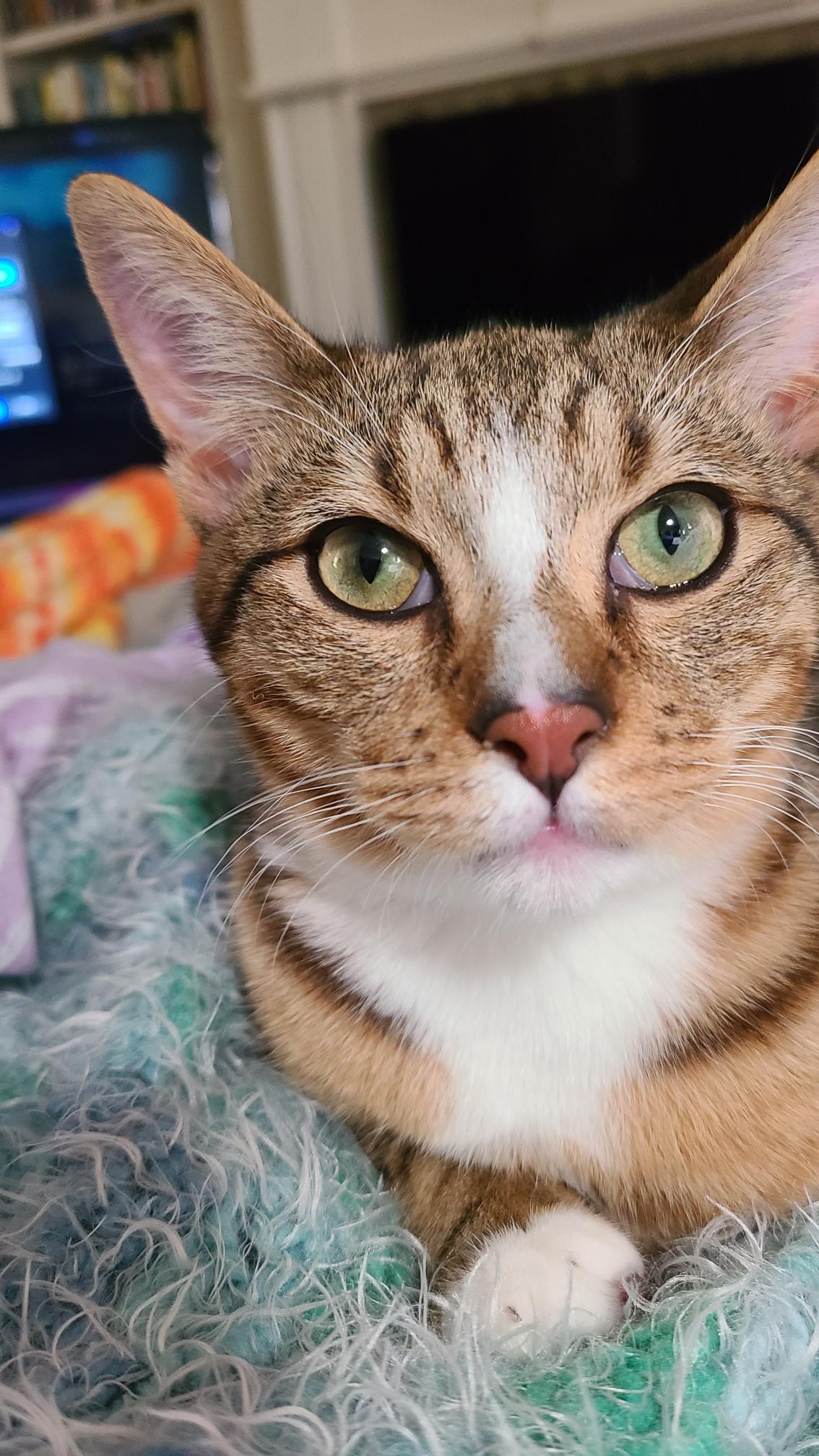 Enlarge Mr. Peppy - Winterville, GA, an adoptable mixed breed in Athens, GA image 1/6