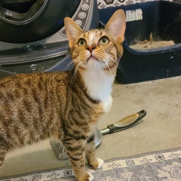 Mr. Peppy - Winterville, GA, adoptable, Kitten Male Domestic Short Hair & Tabby.