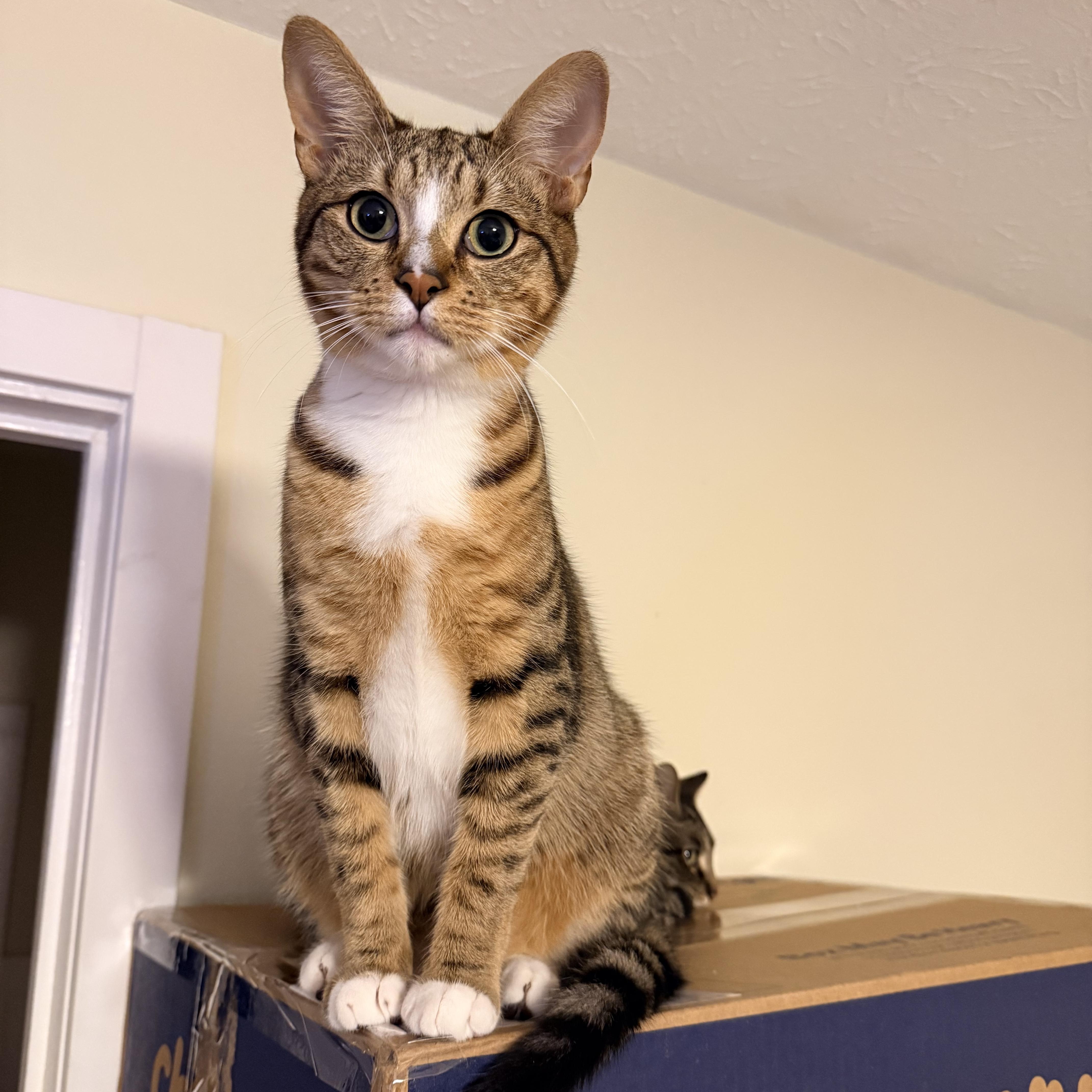 Mr. Peppy - Athens, GA, adoptable, Kitten Male Domestic Short Hair & Tabby.