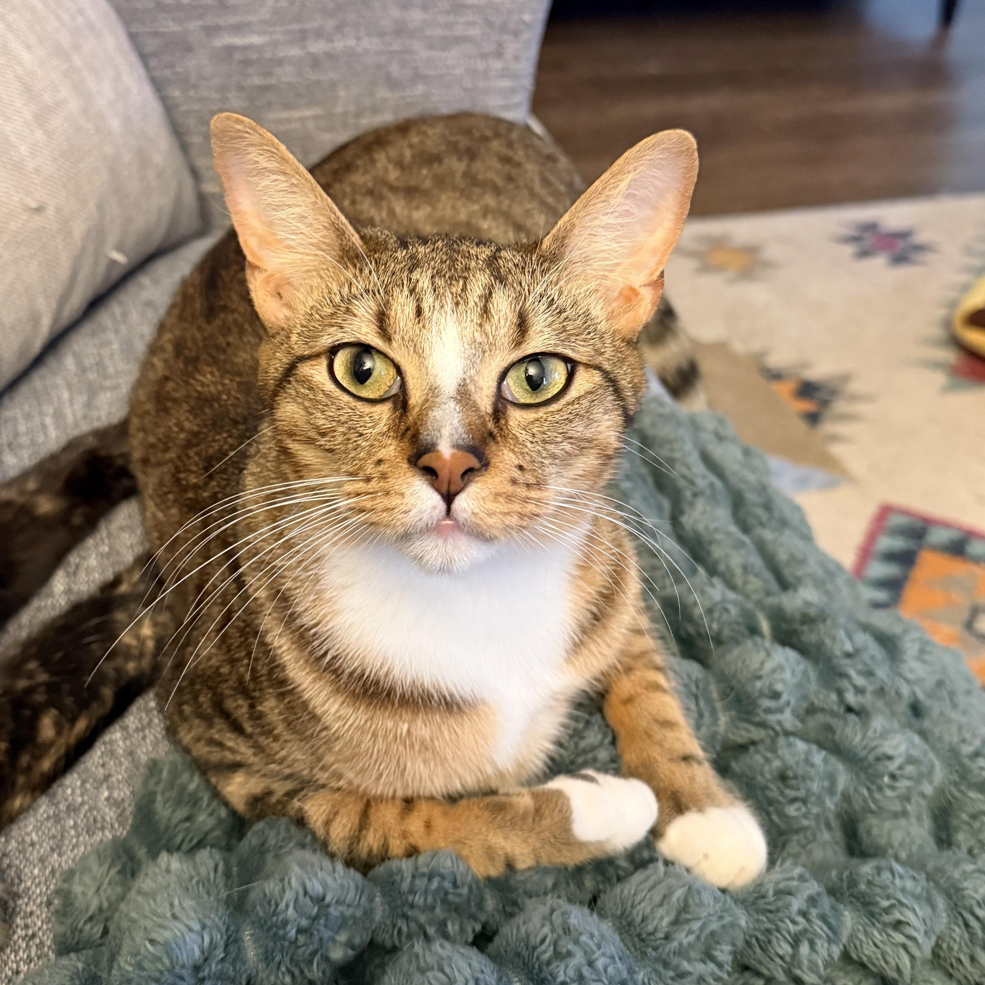 Mr. Peppy - Athens, GA, adoptable, Young Male Domestic Short Hair & Tabby.
