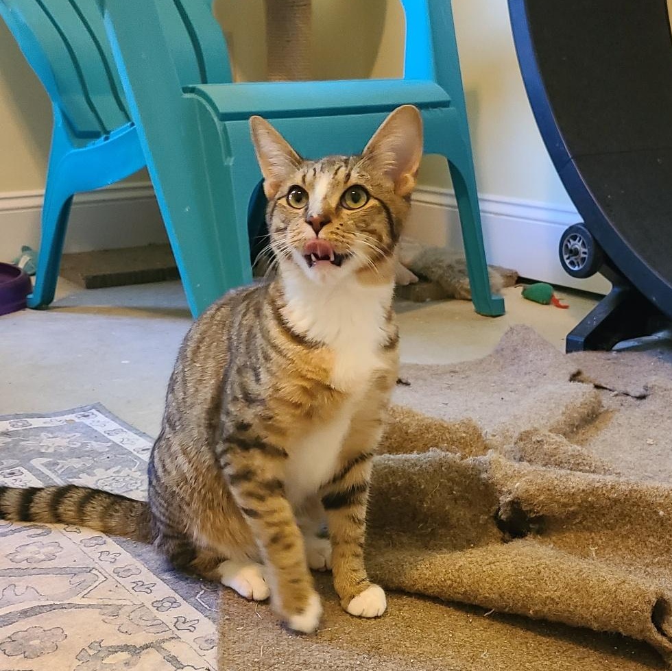 Mr. Peppy - Winterville, GA, an adoptable mixed breed in Athens, GA image 2/4