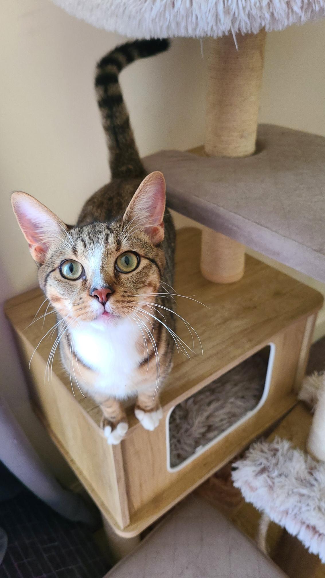 Enlarge Mr. Peppy - Winterville, GA, an adoptable mixed breed in Athens, GA image 2/6