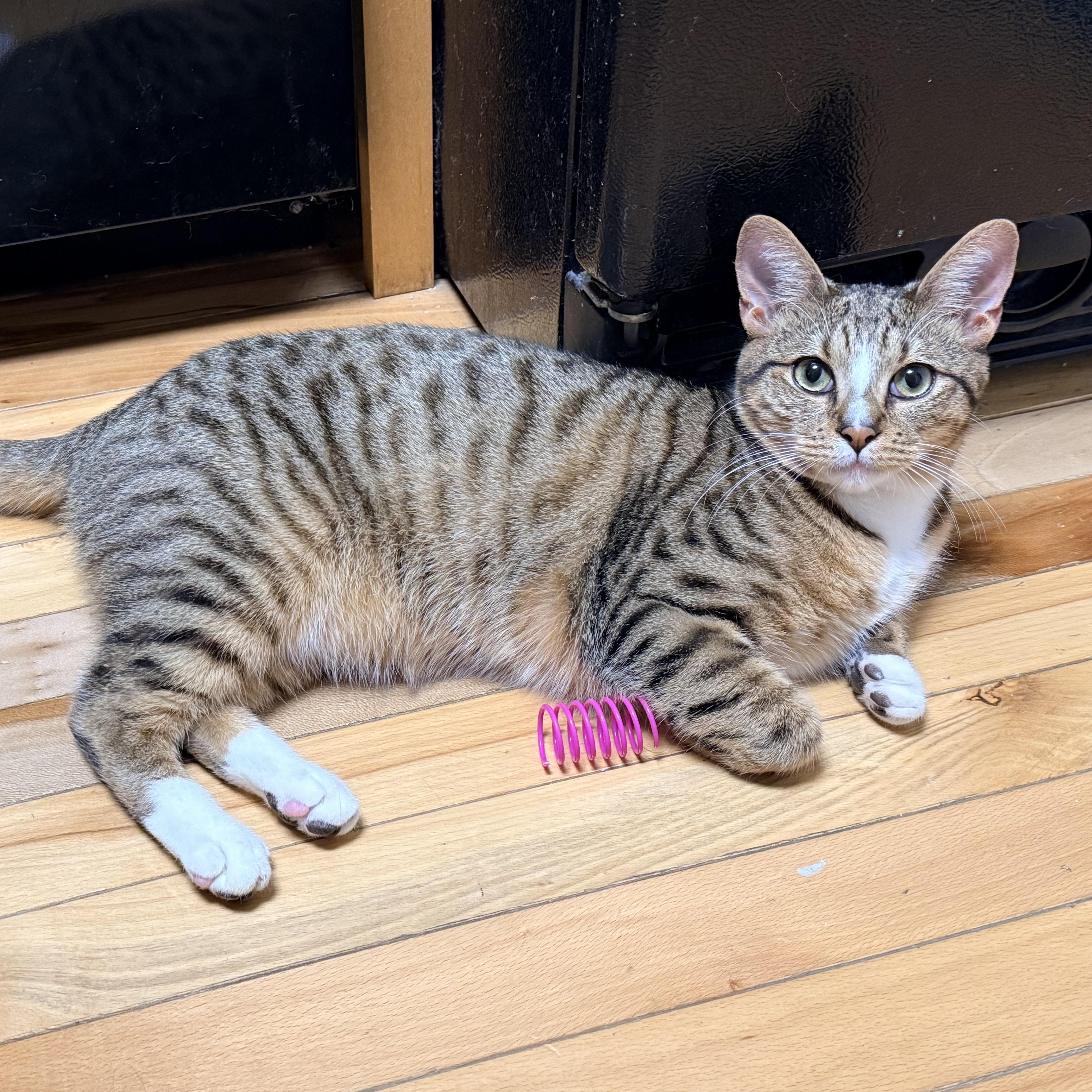 Mr. Peppy - Athens, GA, adoptable, Kitten Male Domestic Short Hair & Tabby.